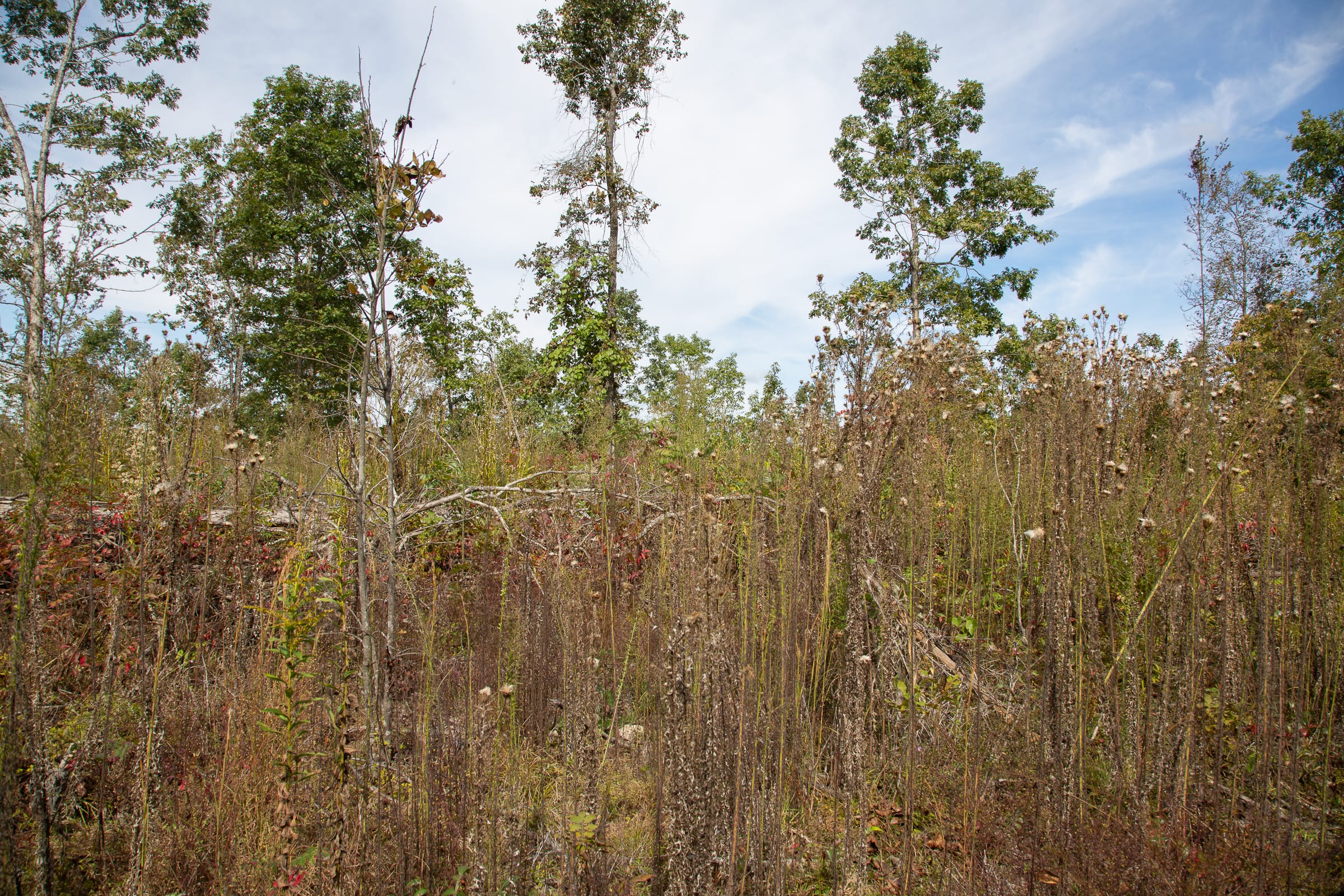 Borgmann’s Hollow Phase IV Tract 120 photo 11