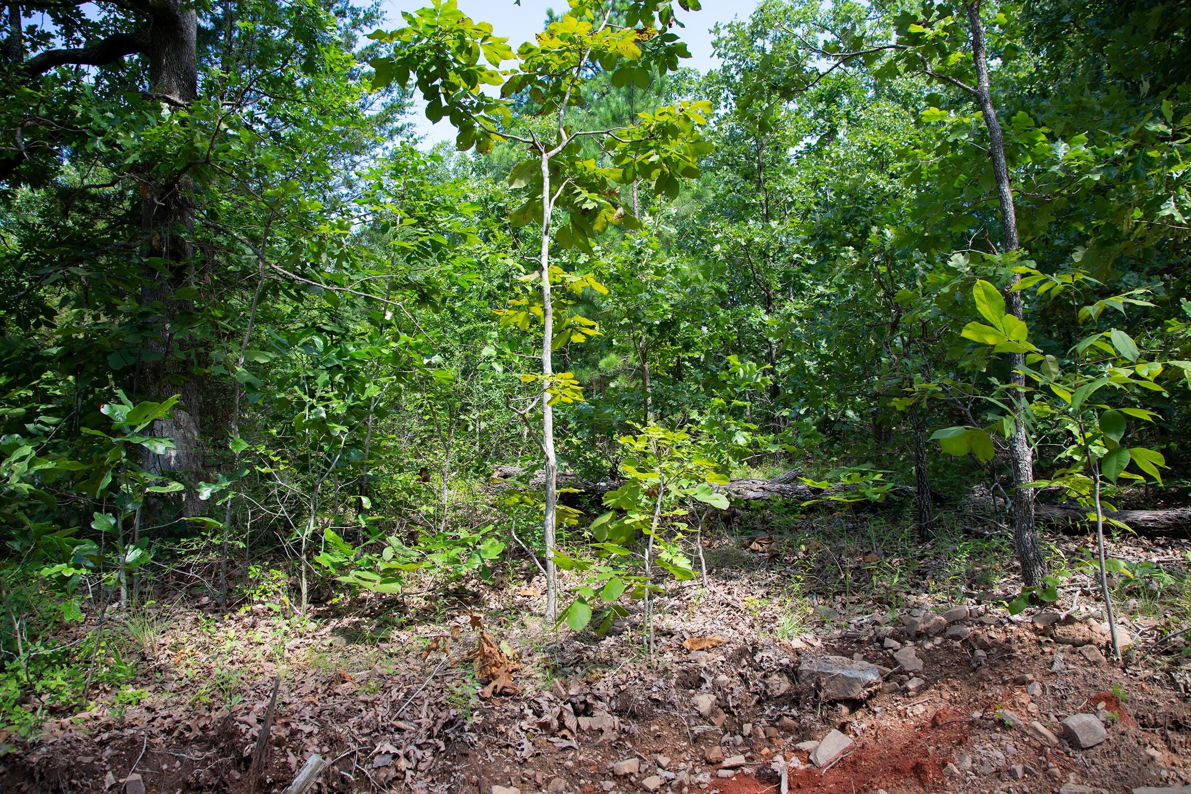 Tyler Stone Ranch Tract 70 photo 4
