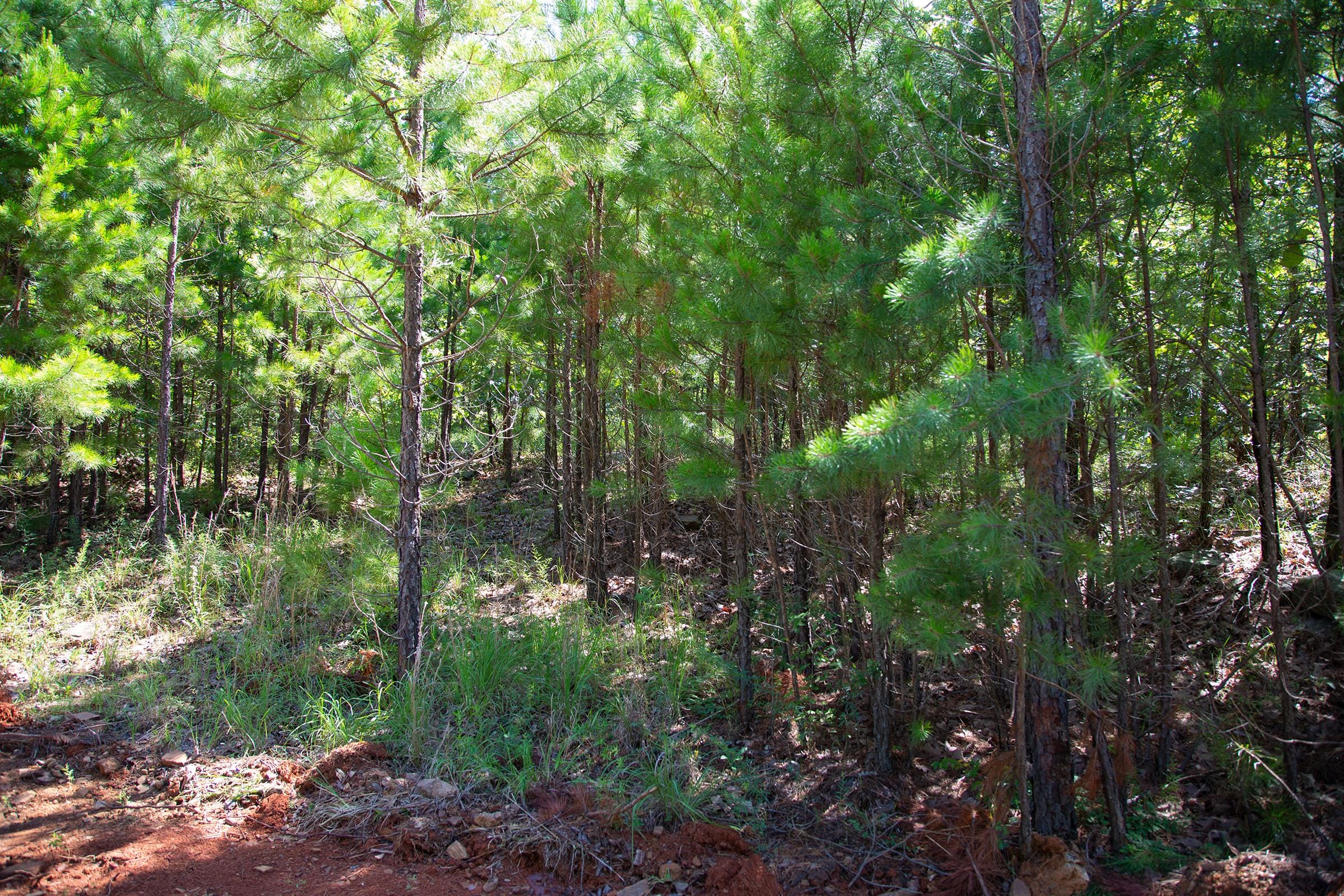 Tyler Stone Ranch Tract 70 photo 10