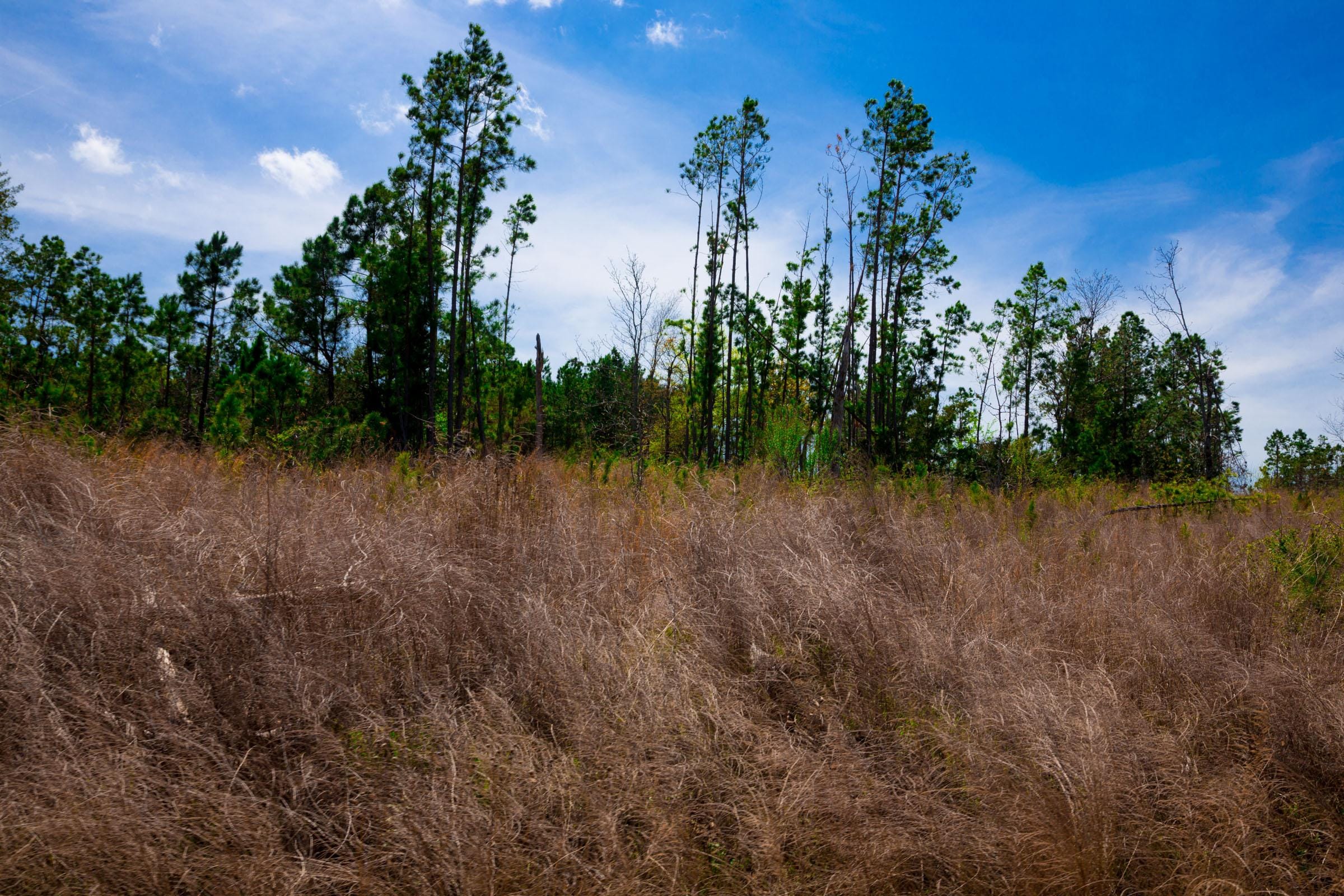 Stone Creek Phase II Tract 244 photo 5