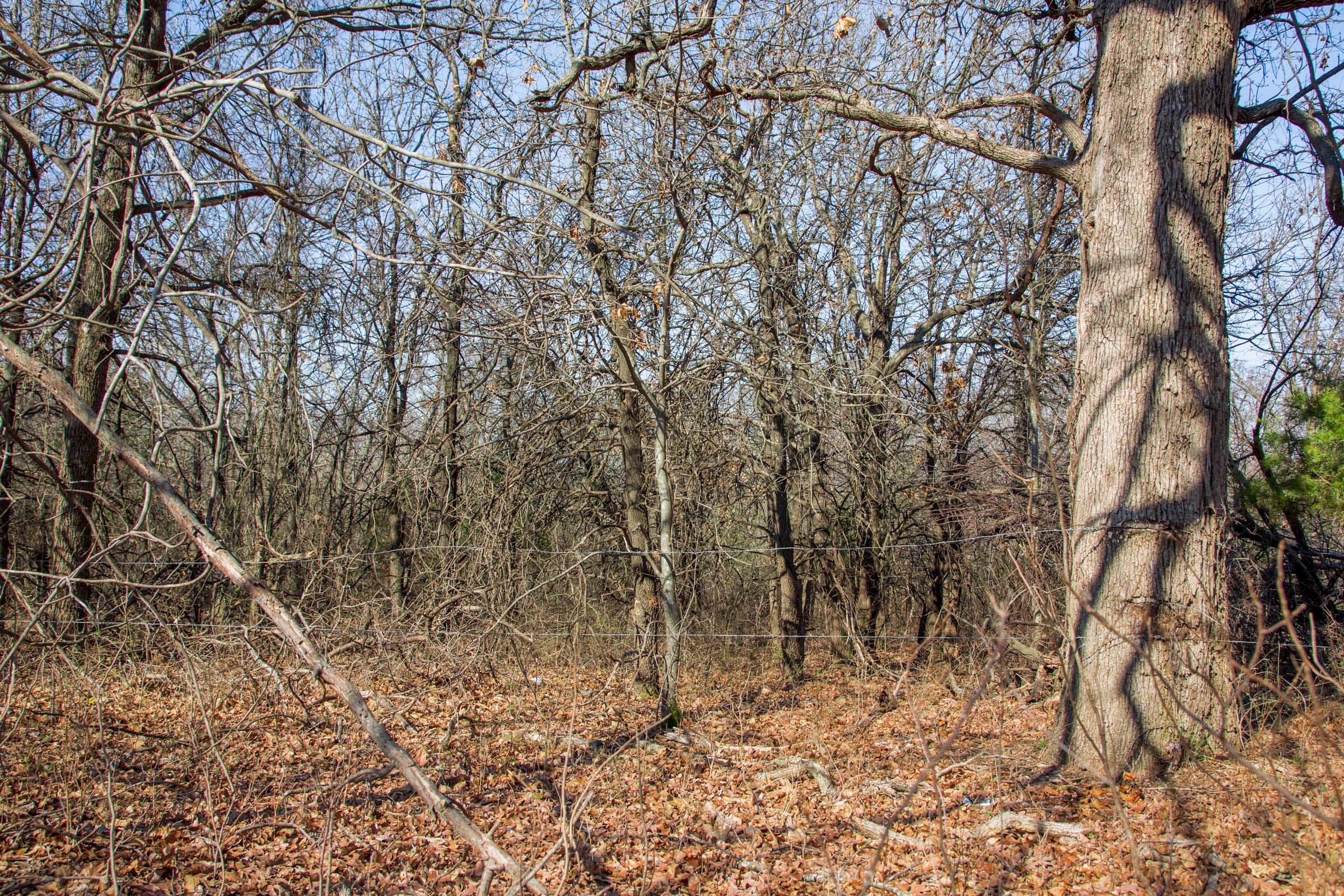 Eufaula Cove Tract 15 photo 3
