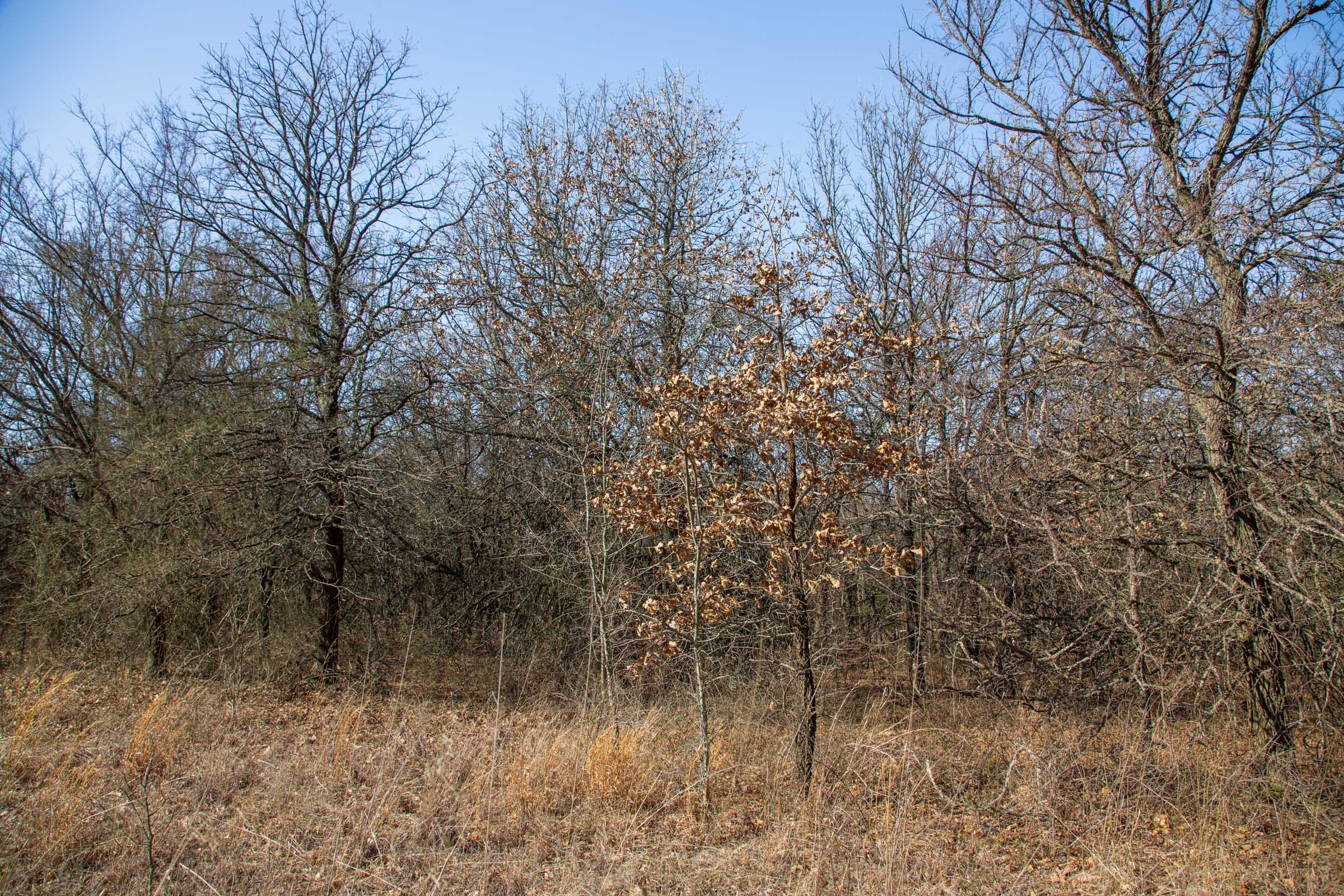 Eufaula Cove Tract 15 photo 7