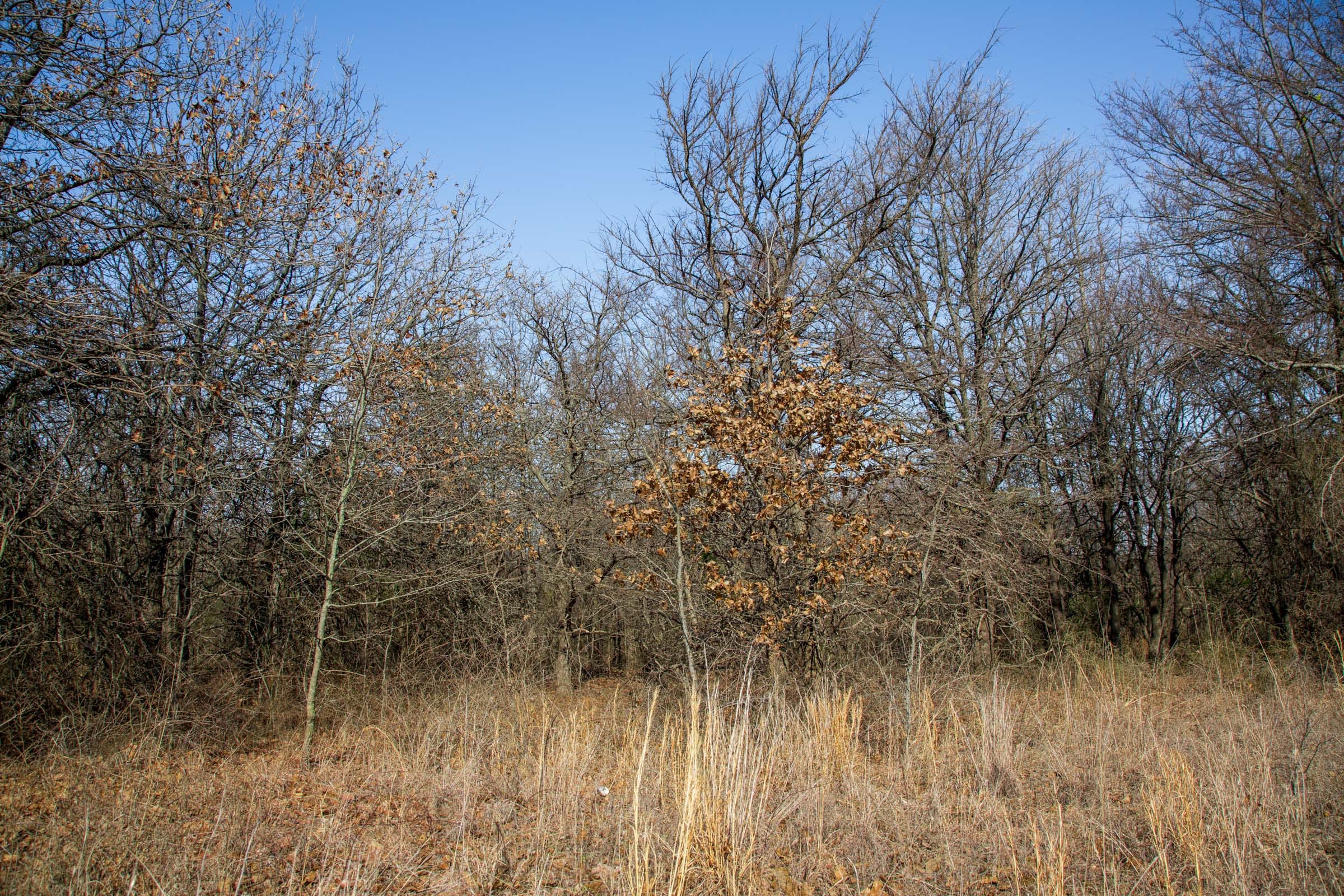 Eufaula Cove Tract 15 photo 8