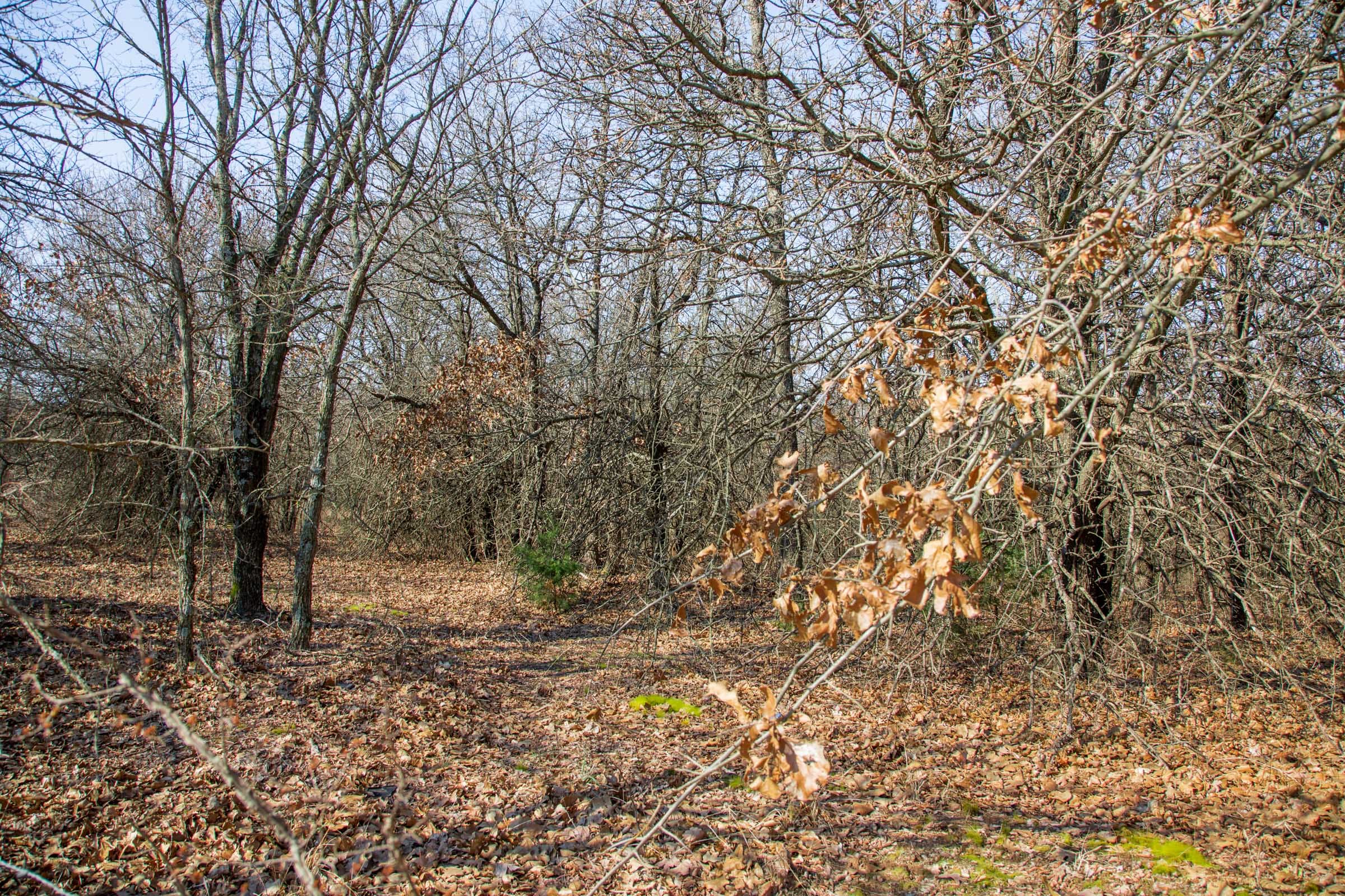 Eufaula Cove Tract 15 photo 10