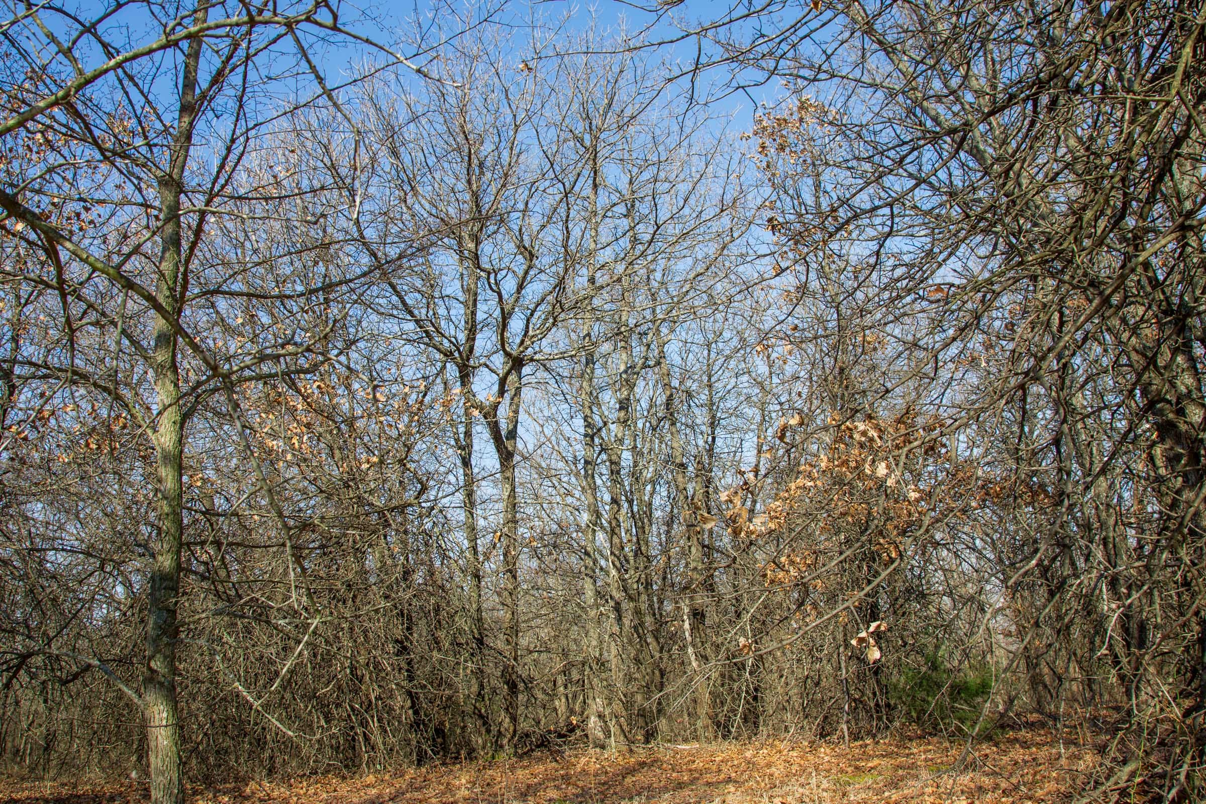 Eufaula Cove Tract 15 photo 12