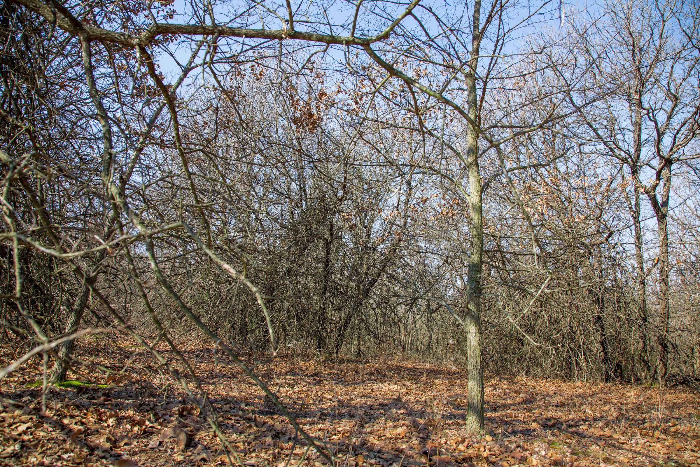 Eufaula Cove Tract 15 photo 13