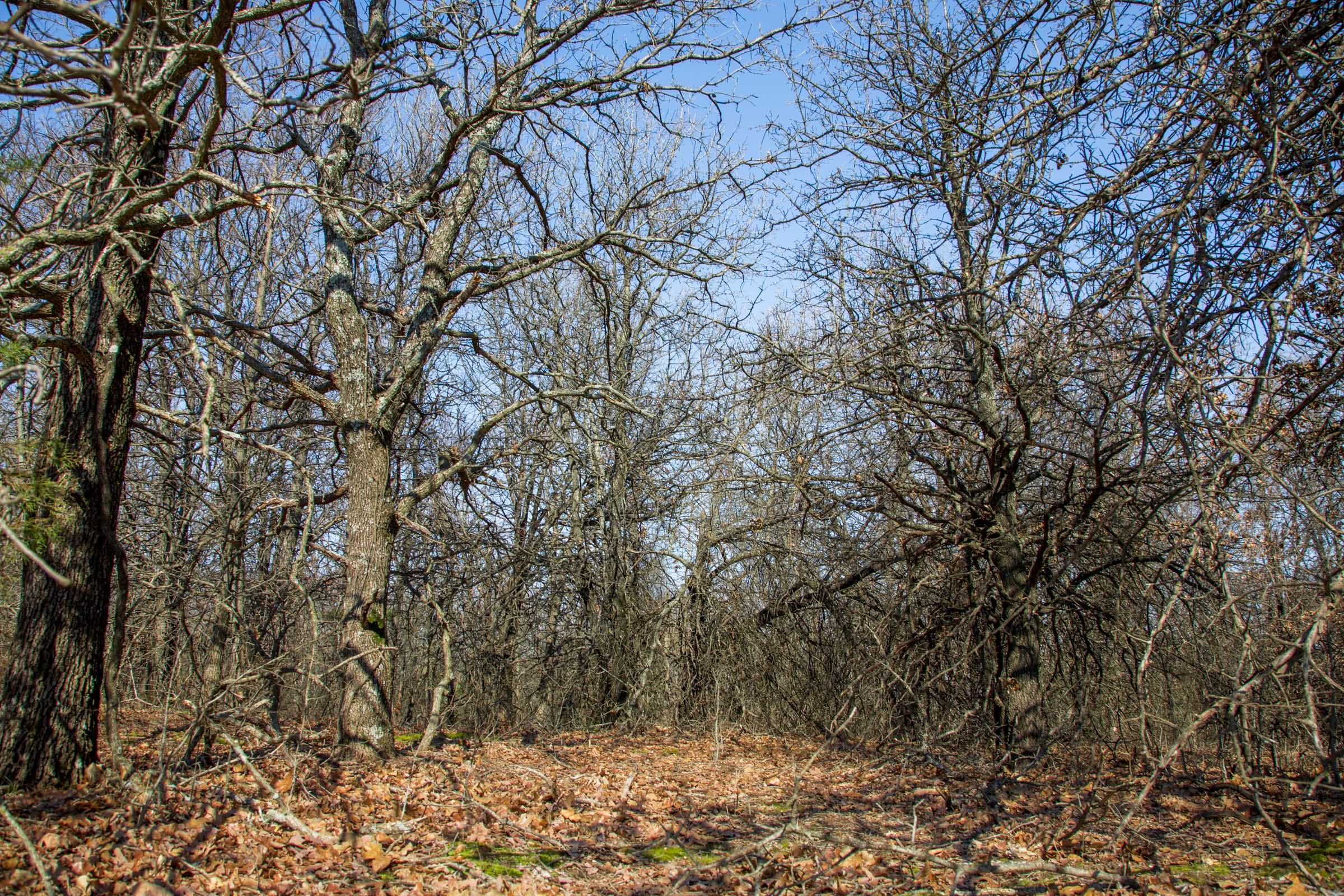 Eufaula Cove Tract 15 photo 14