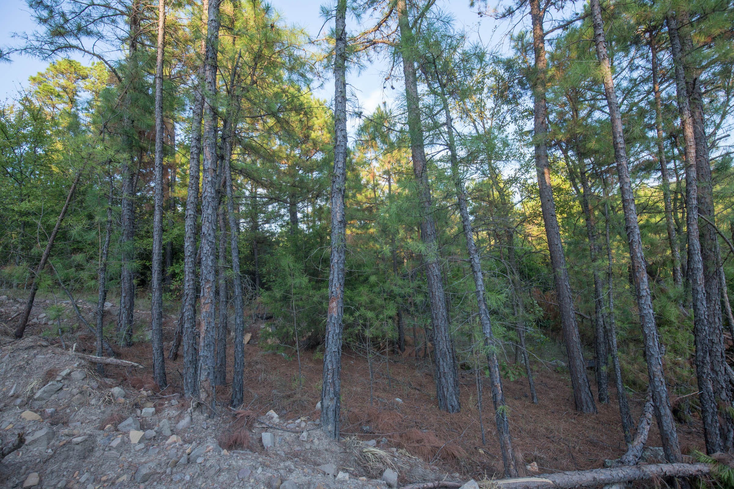 Stone Bridge Phase I Tract 65 photo 12