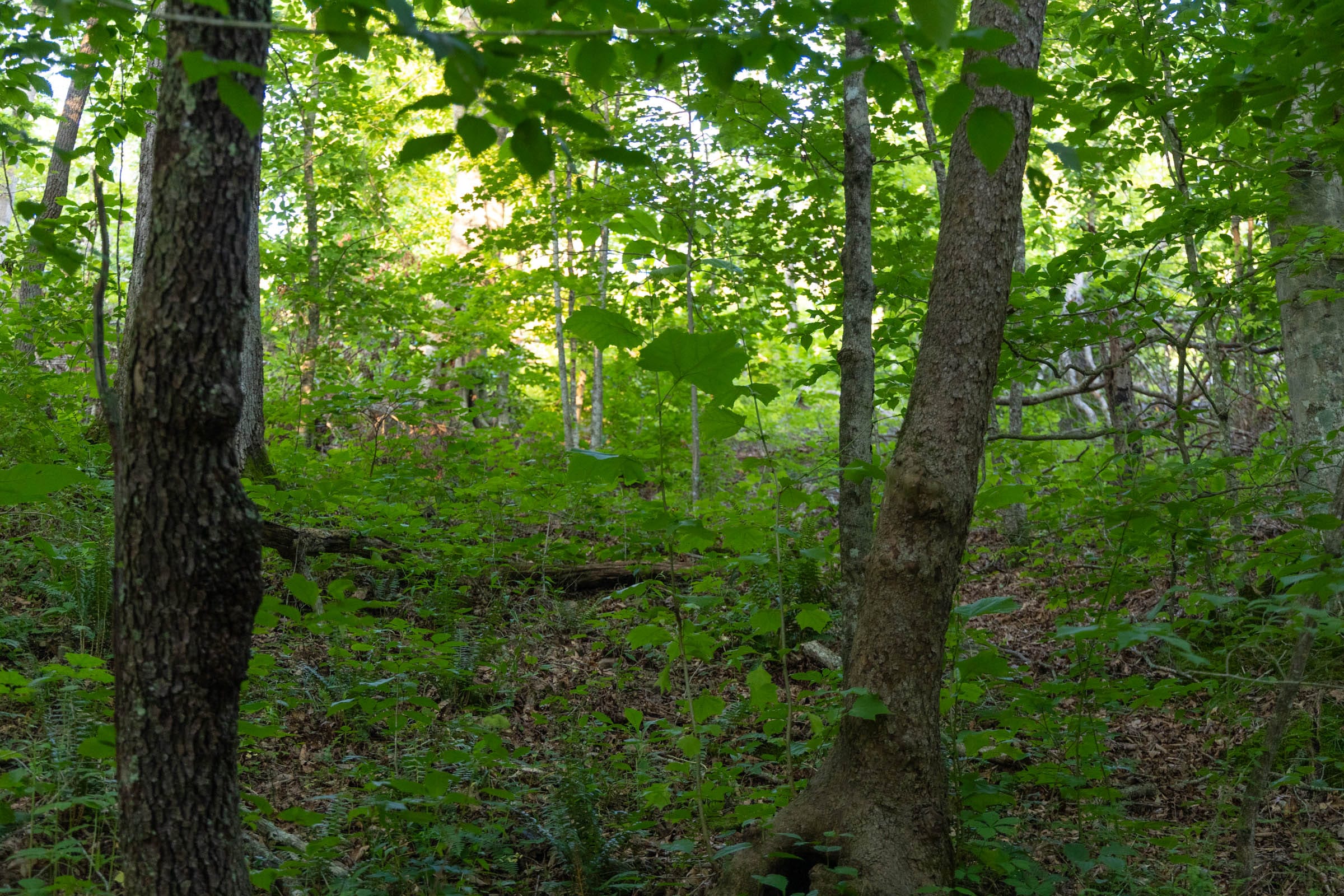 Creek Hollow Phase II Tract 62 photo 4