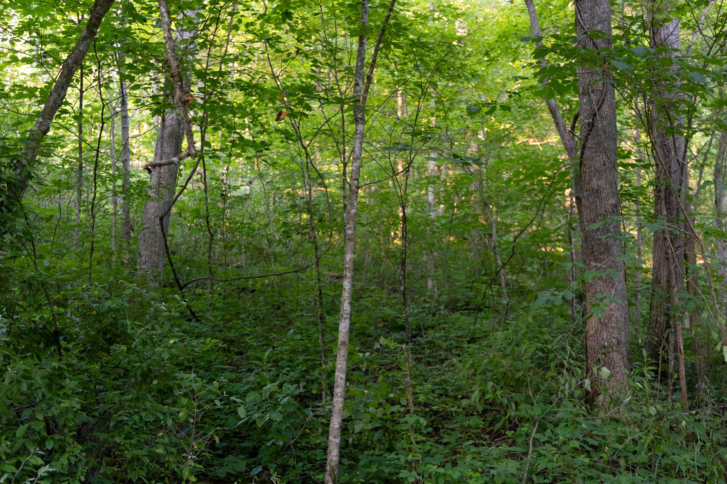 Creek Hollow Phase II Tract 62 photo 3