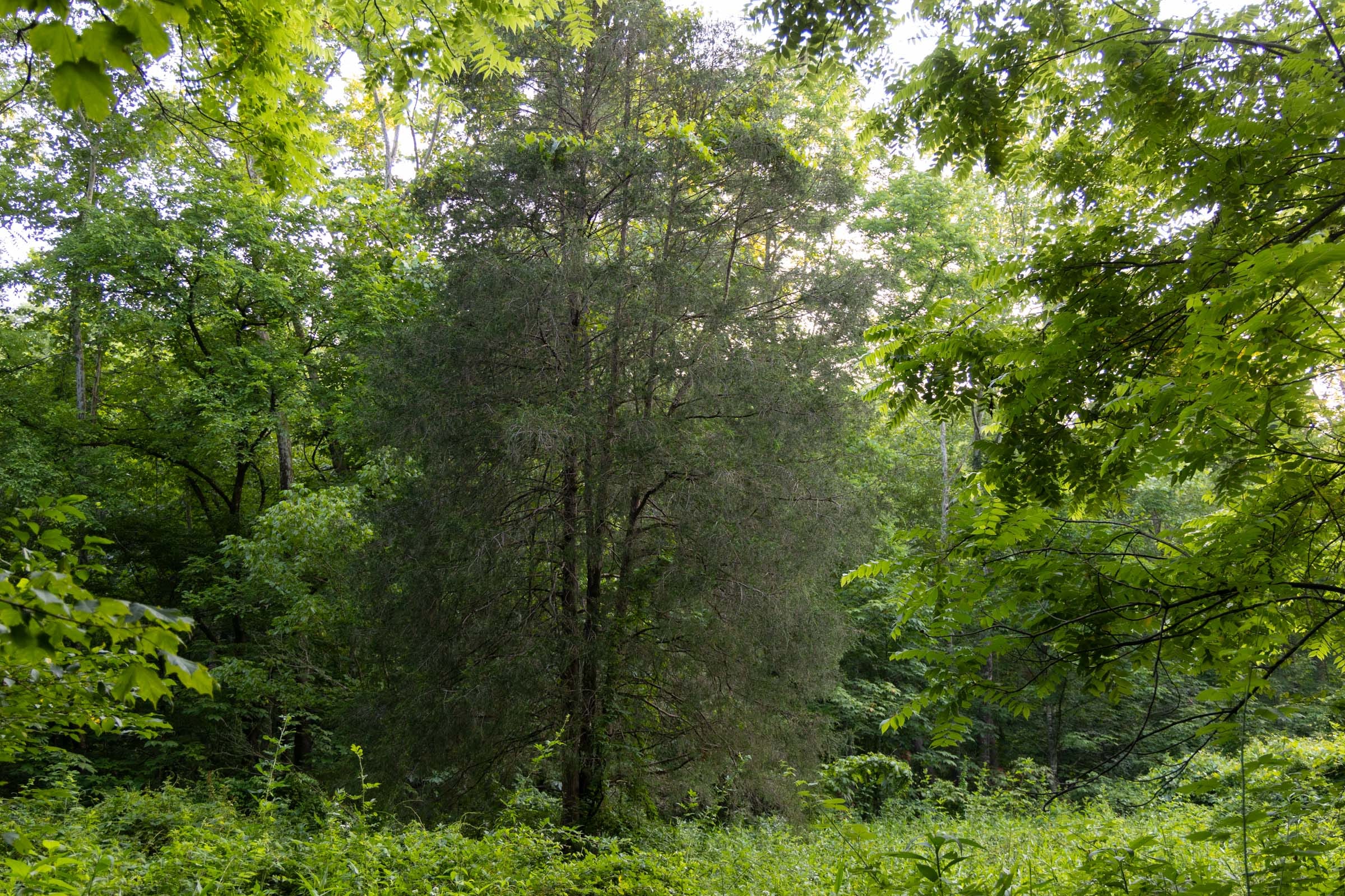 Creek Hollow Phase II Tract 62 photo 8