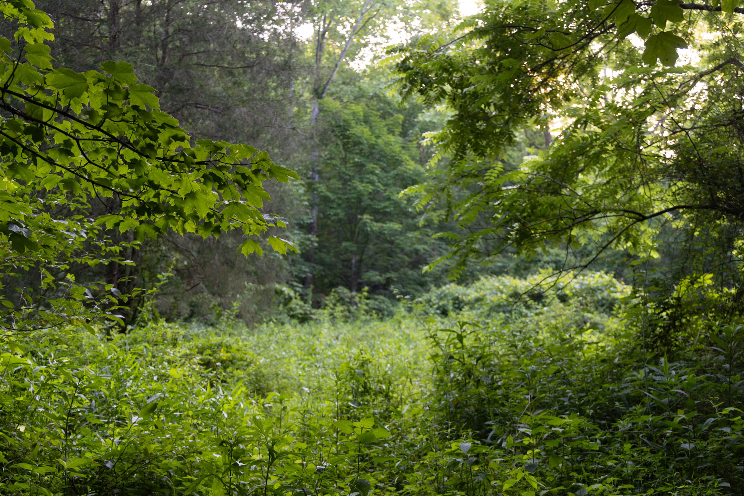 Creek Hollow Phase II Tract 62 photo 7