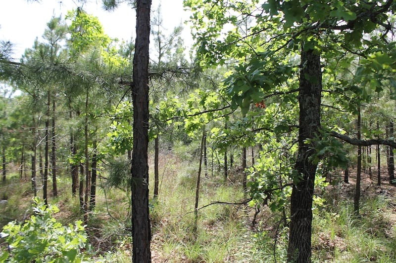 Indian Ridge – Phase II Tract 79 photo 4
