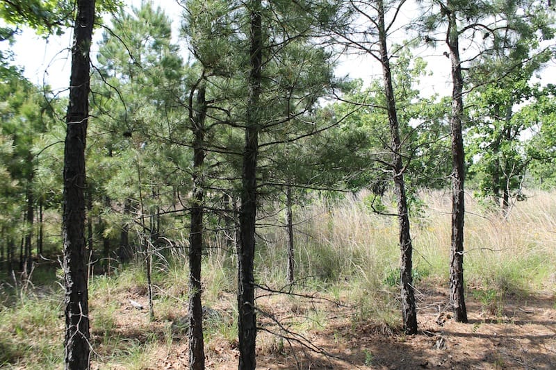 Indian Ridge – Phase II Tract 79 photo 5