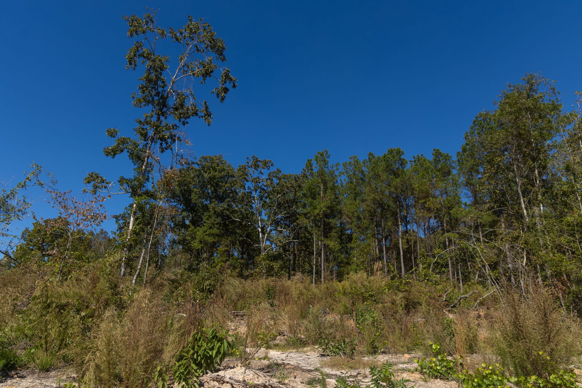 Meyer’s Ridge Tract 17 photo 10