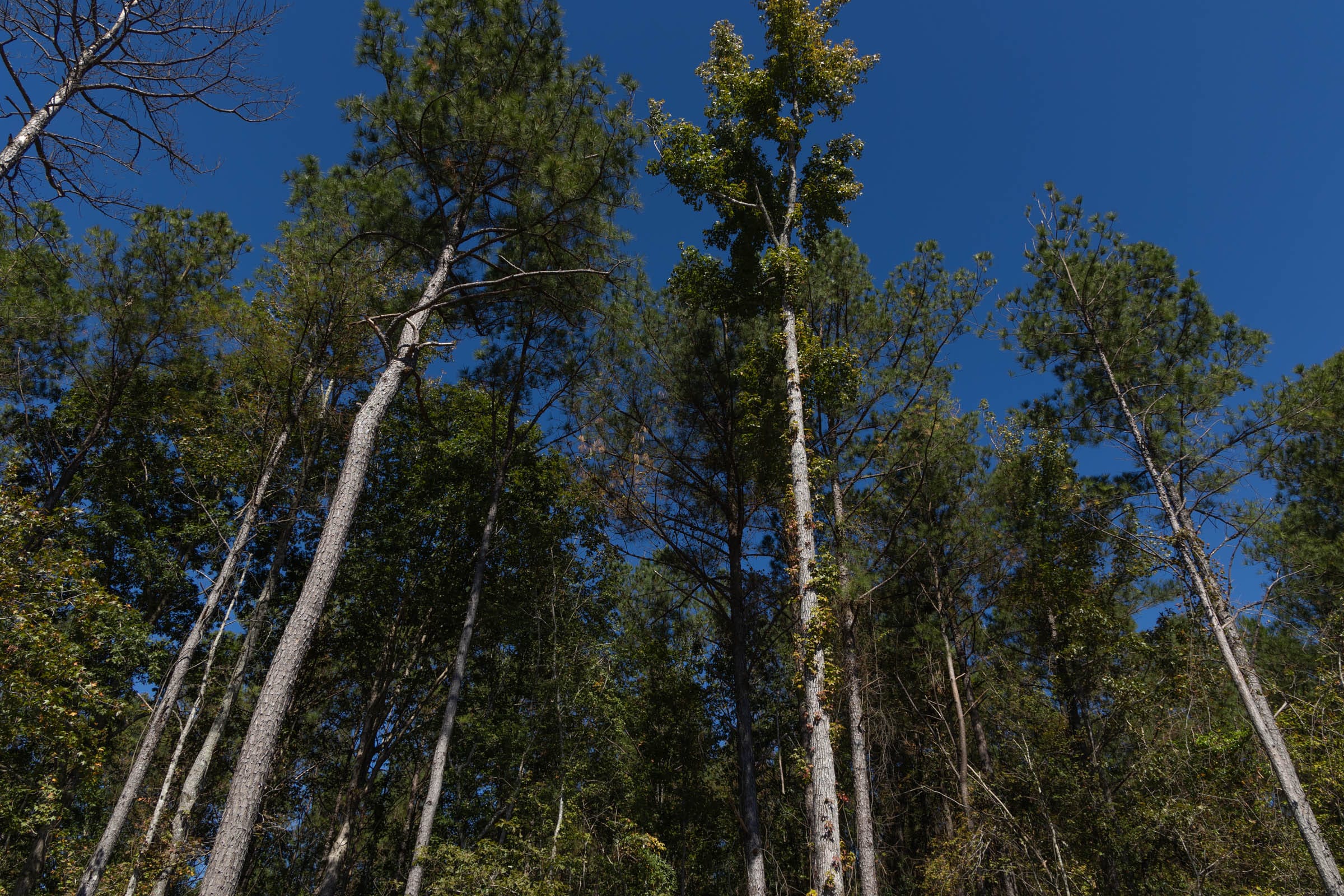 Meyer’s Ridge Tract 17 photo 9