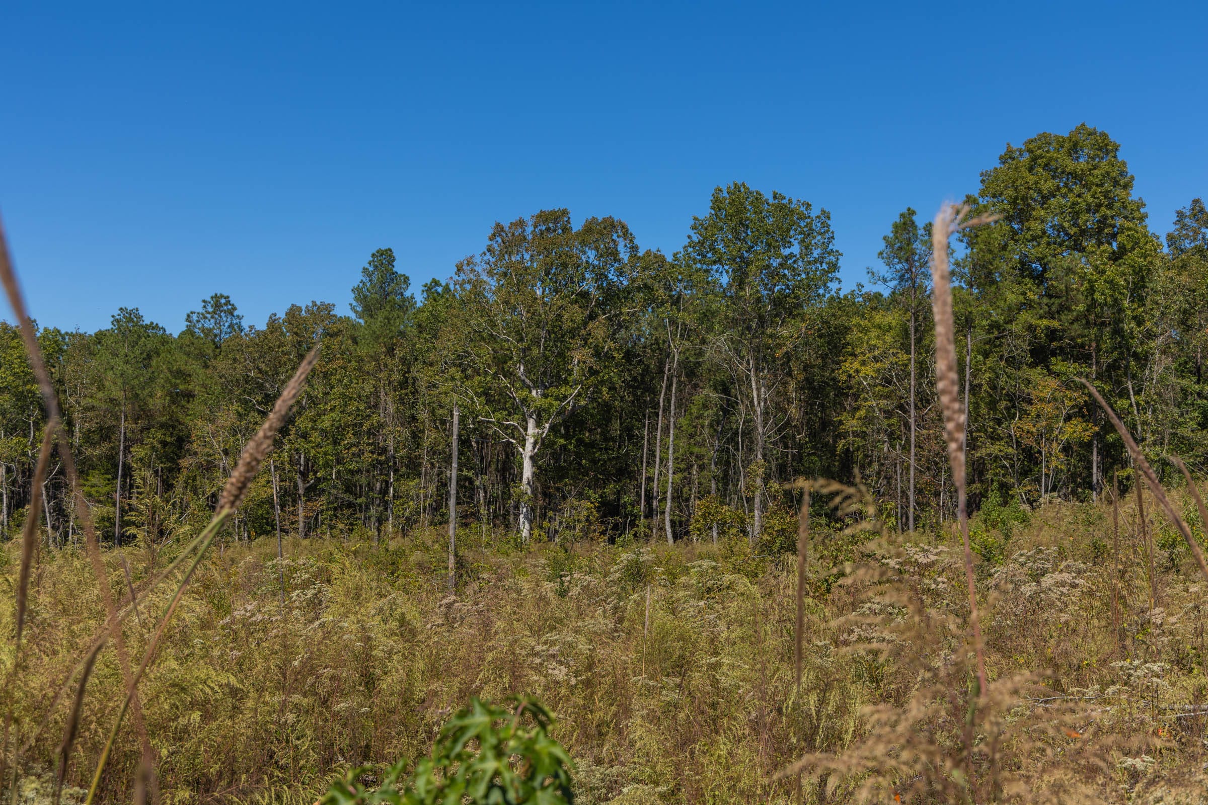 Meyer’s Ridge Tract 17 photo 4