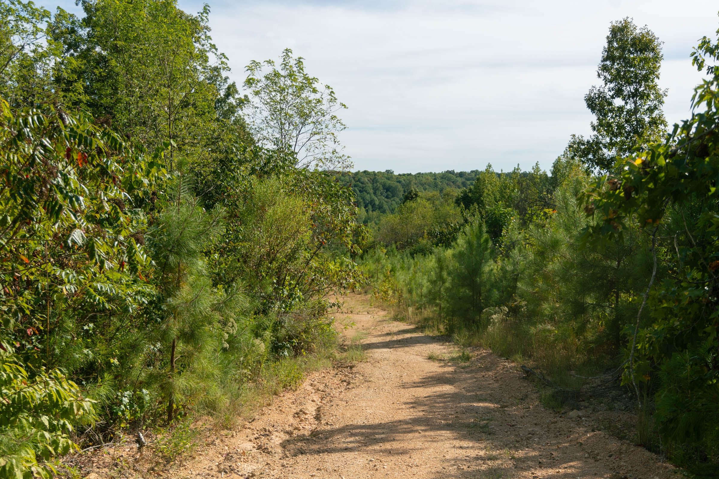 Big White Oak Tract 39 photo 1