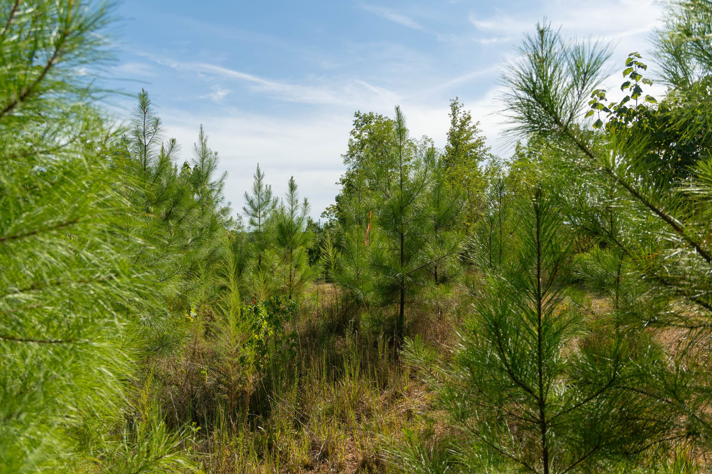 Big White Oak Tract 39 photo 5
