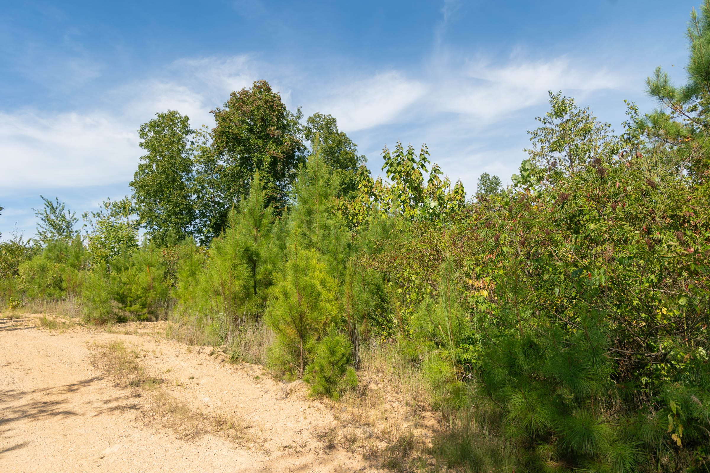 Big White Oak Tract 39 photo 3