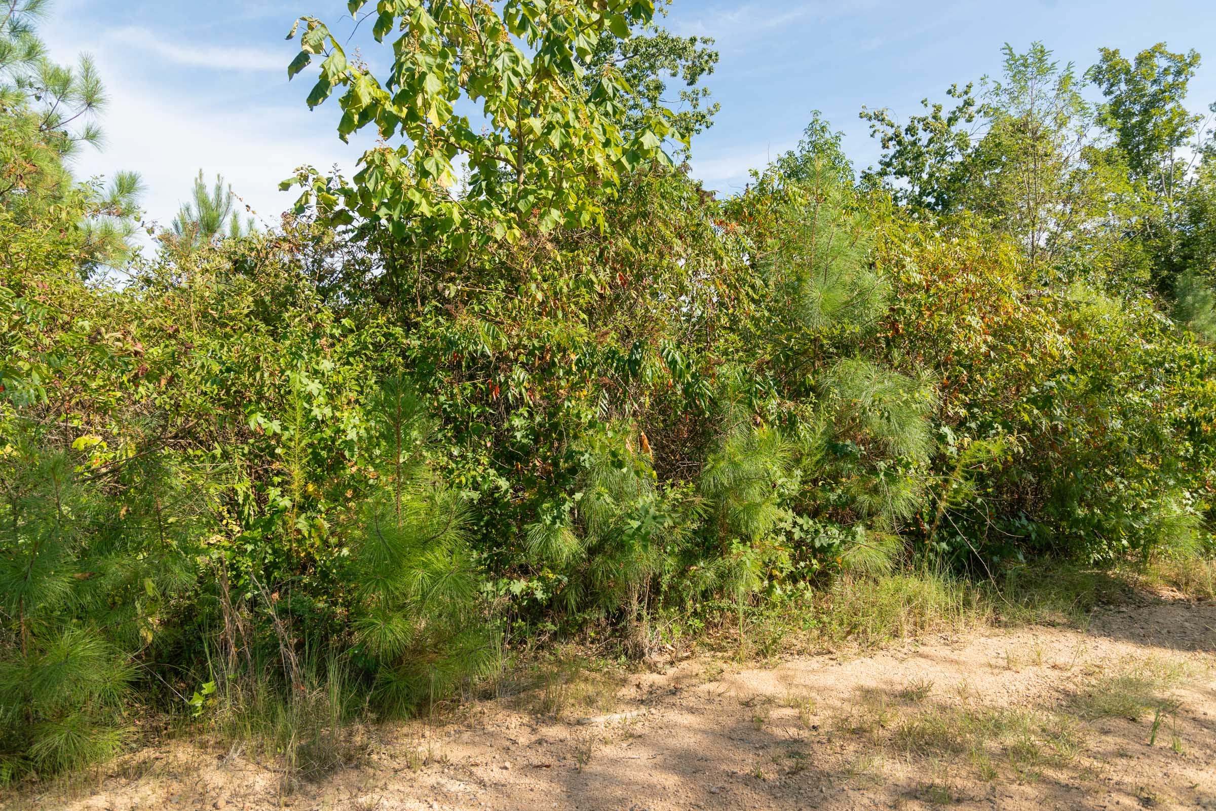 Big White Oak Tract 39 photo 2