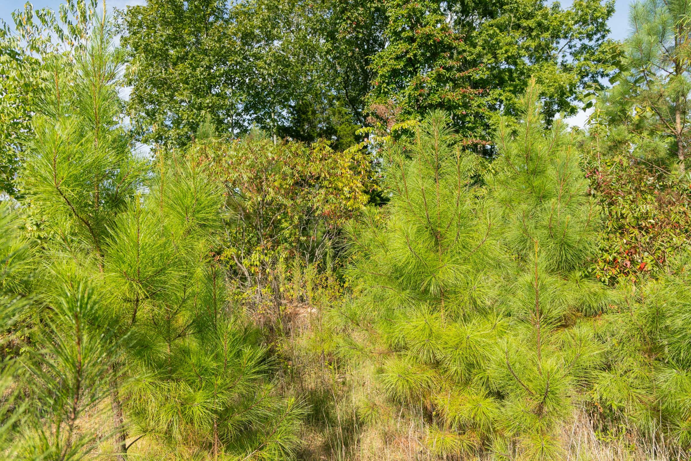 Big White Oak Tract 39 photo 8