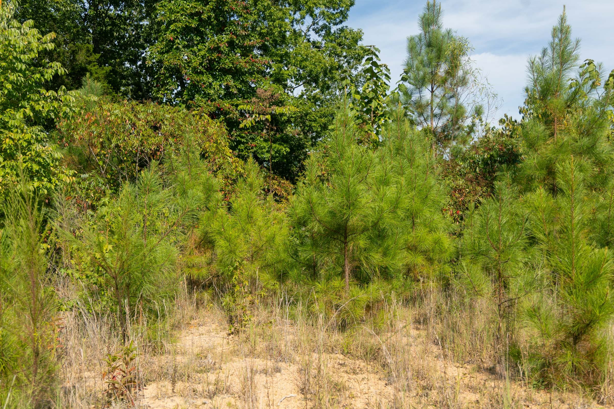Big White Oak Tract 39 photo 7