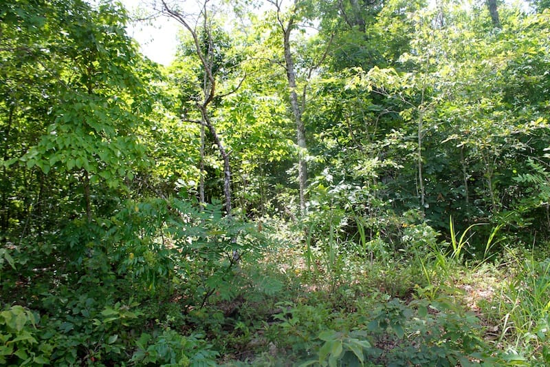 Green Mountain Ranch Tract 38 photo 2