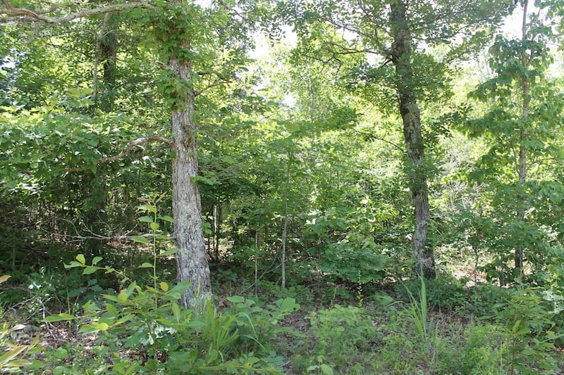 Green Mountain Ranch Tract 38 photo 3