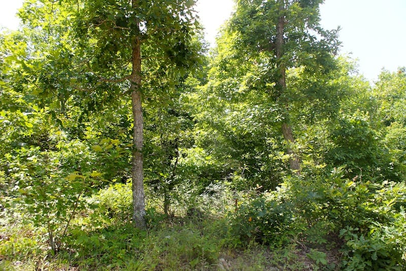 Green Mountain Ranch Tract 38 photo 4