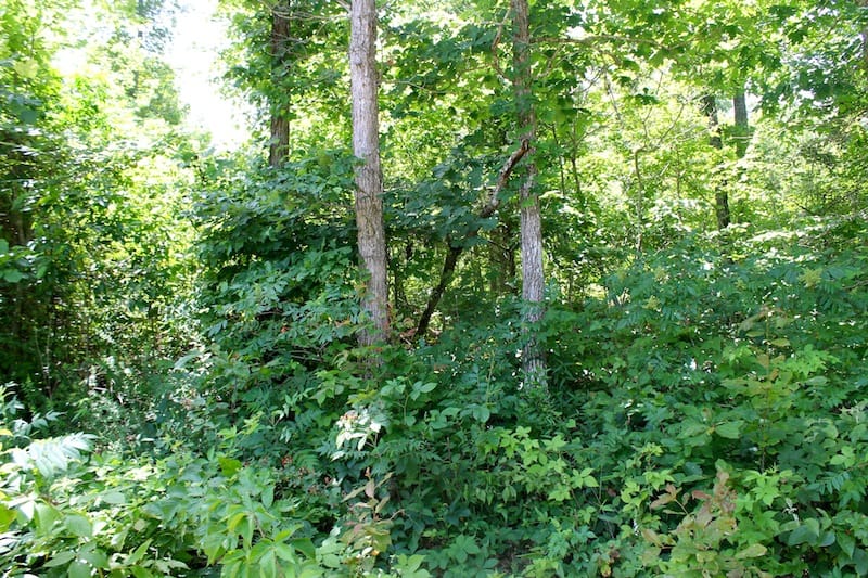 Green Mountain Ranch Tract 38 photo 5