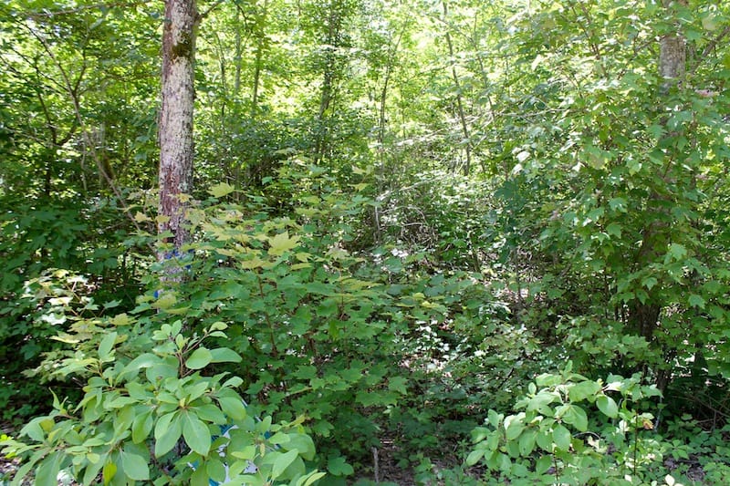 Green Mountain Ranch Tract 38 photo 6