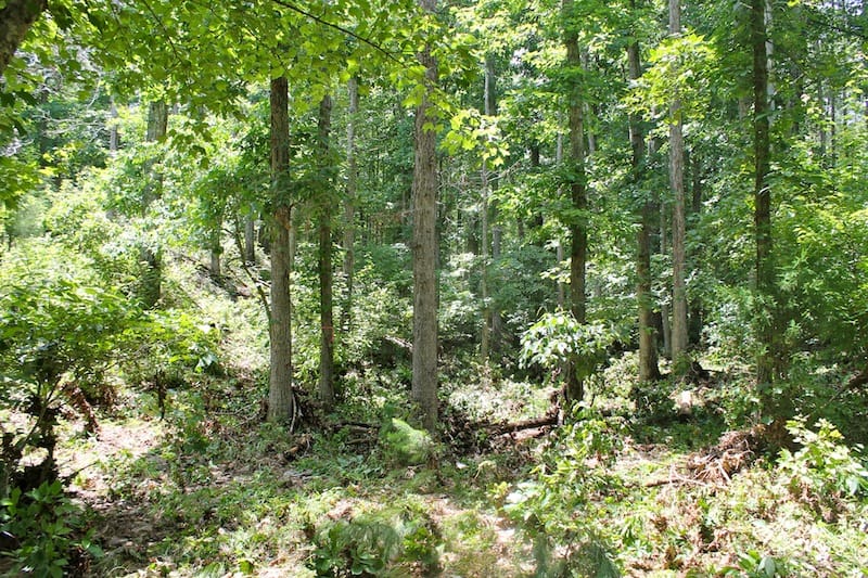 Green Mountain Ranch Tract 38 photo 7