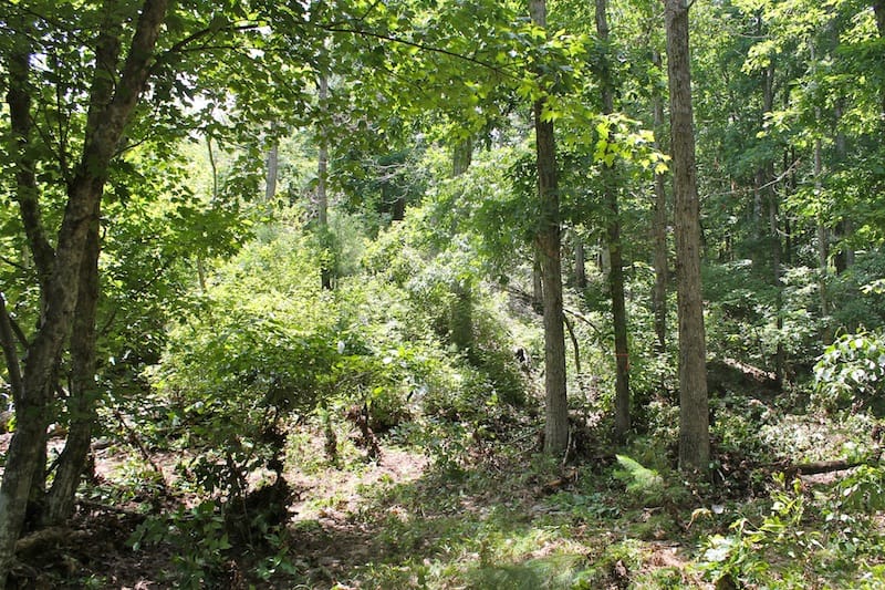 Green Mountain Ranch Tract 38 photo 8