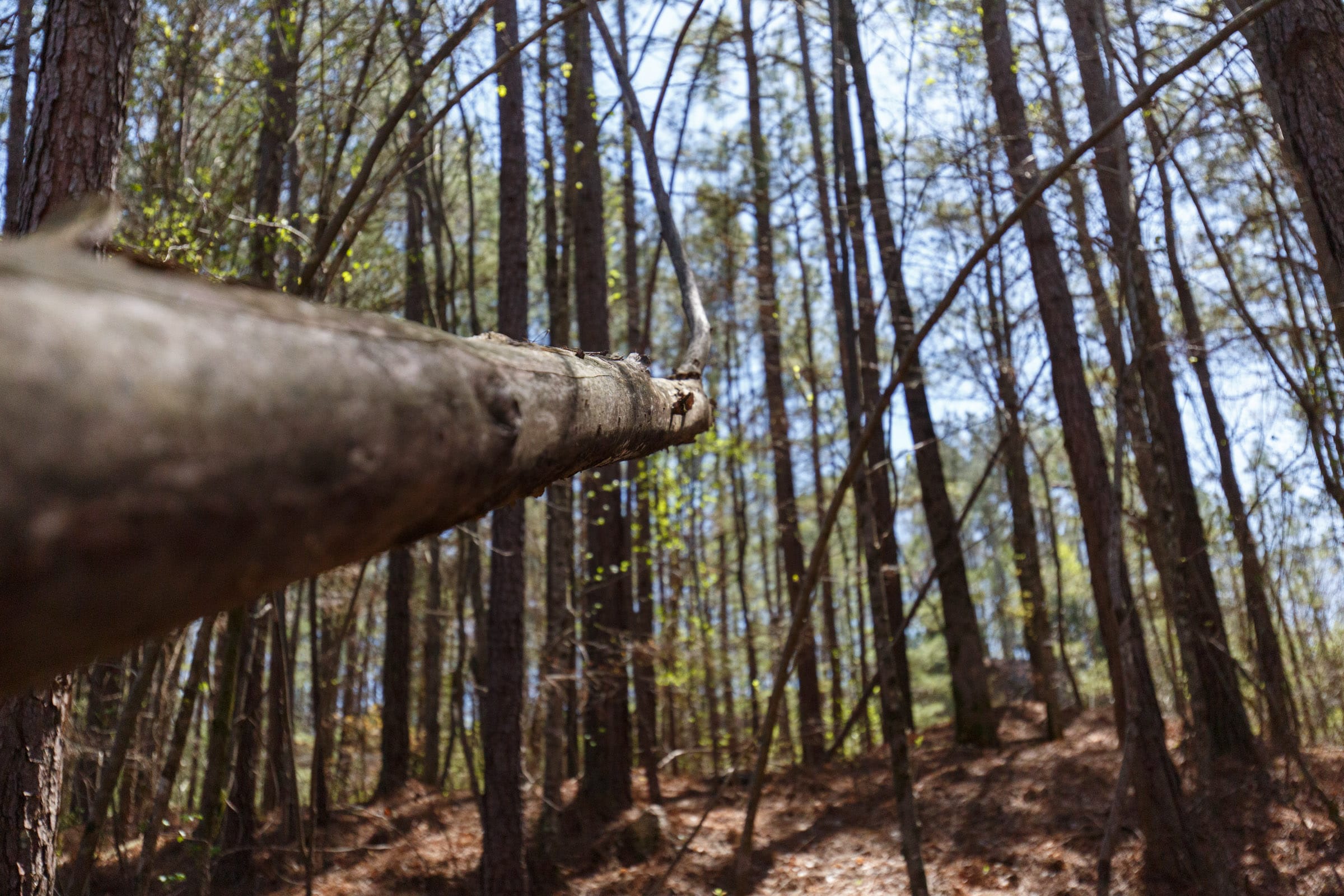 Southern Hills Tract 20 photo 6
