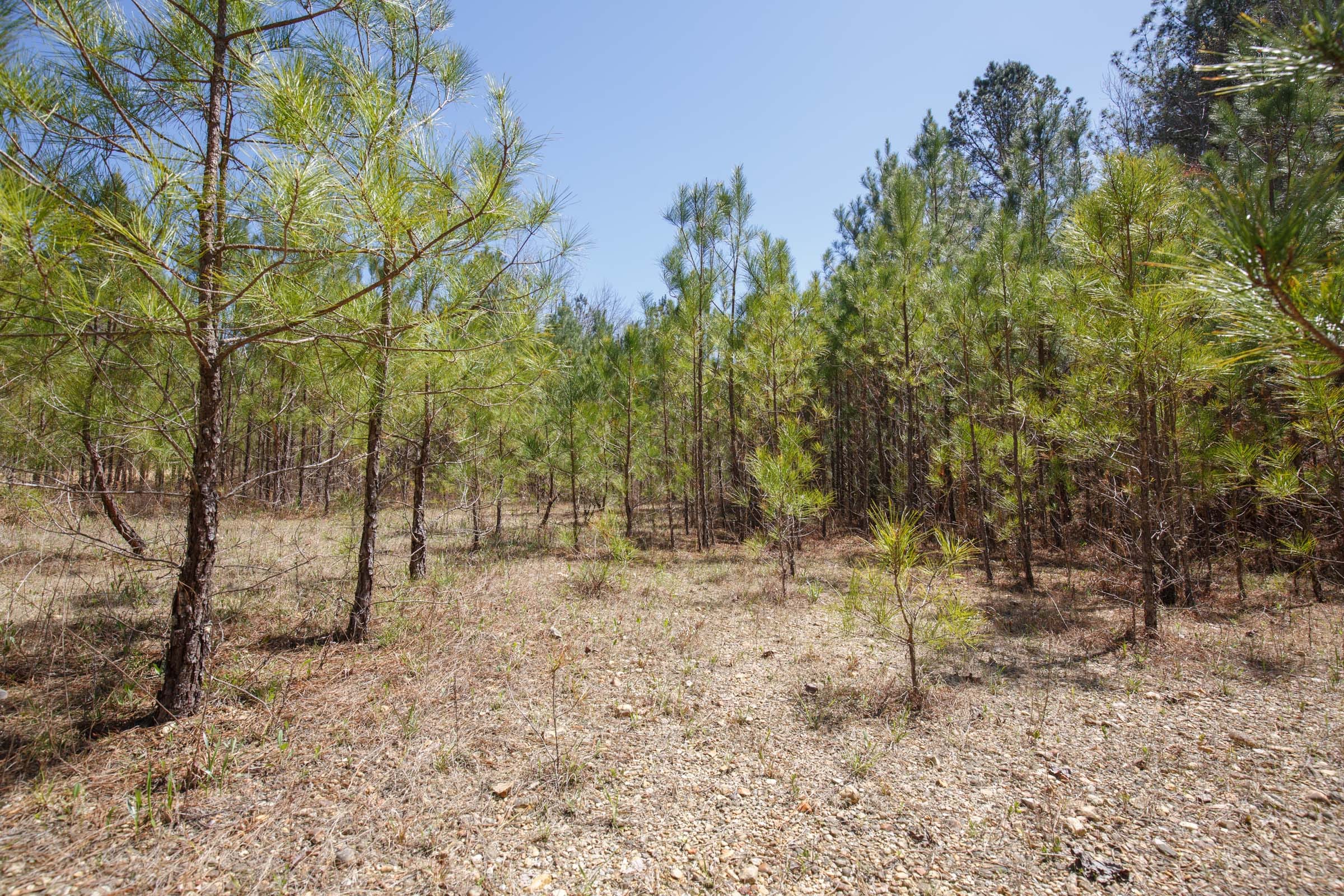 Southern Hills Tract 20 photo 15