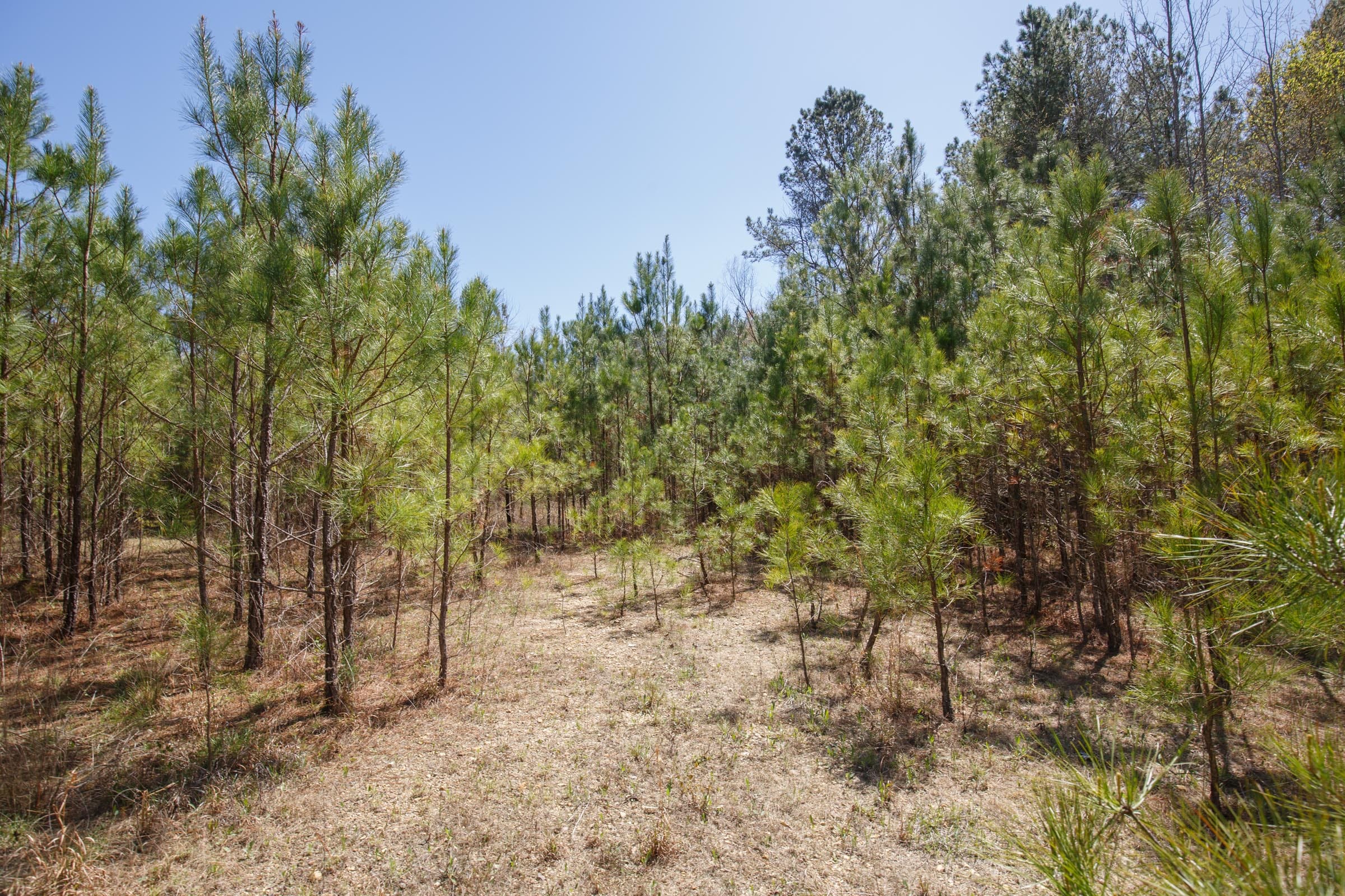 Southern Hills Tract 20 photo 16
