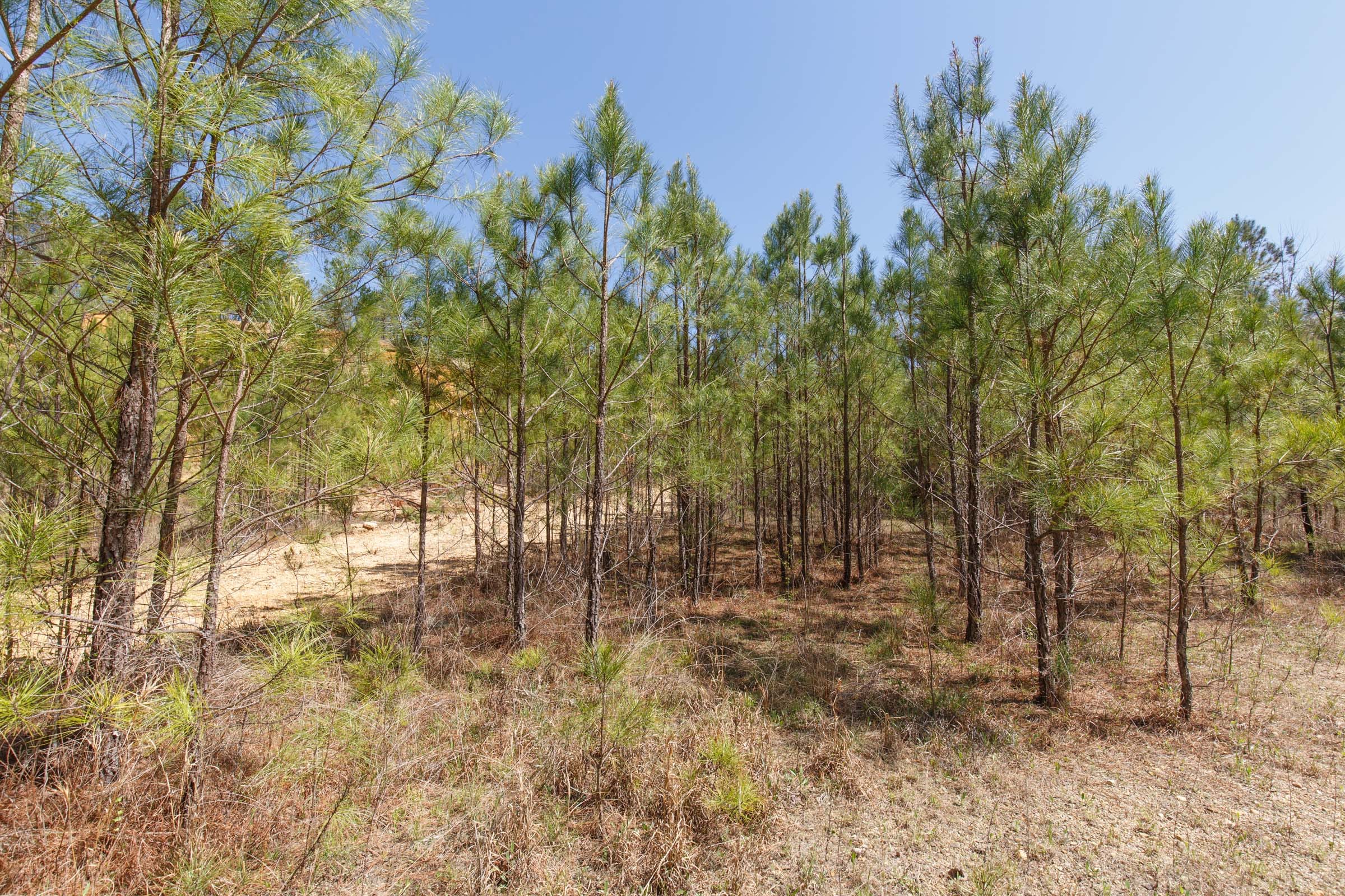 Southern Hills Tract 20 photo 17