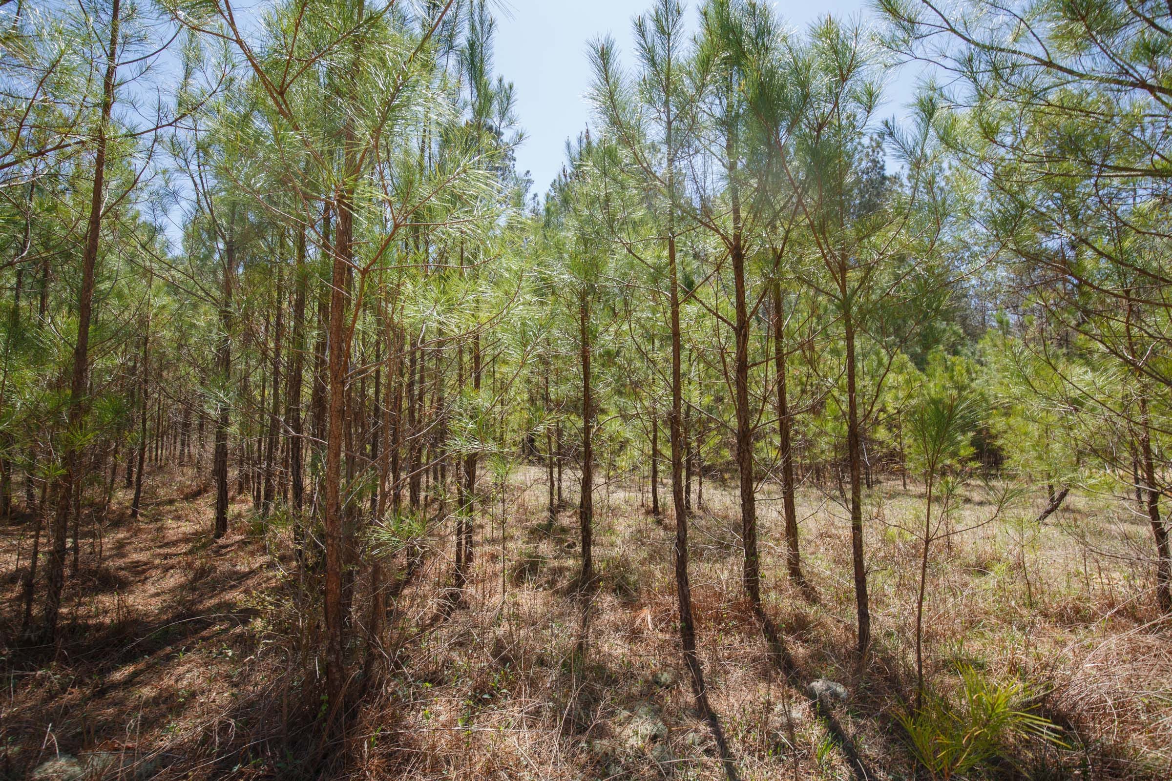 Southern Hills Tract 20 photo 19