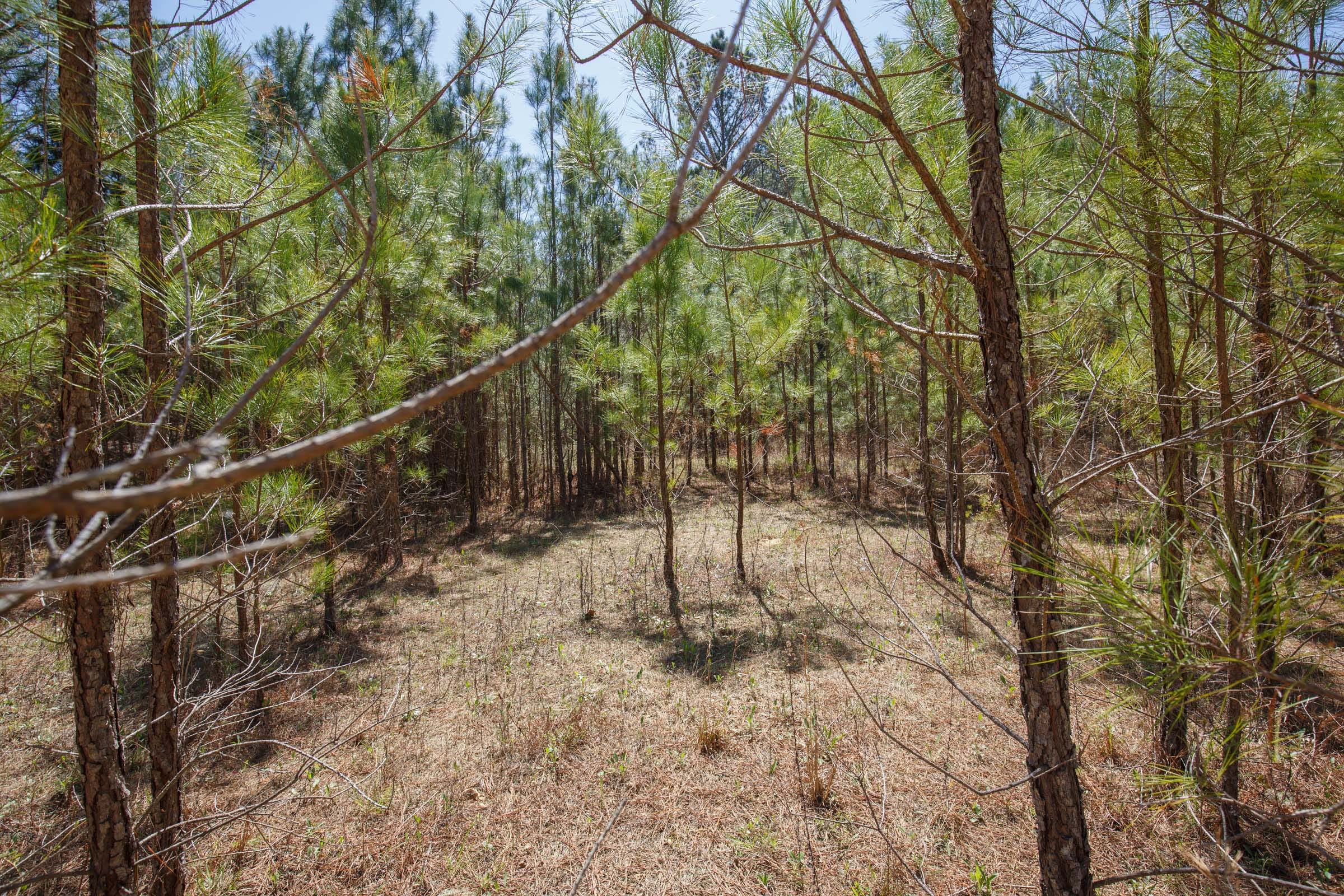 Southern Hills Tract 20 photo 20