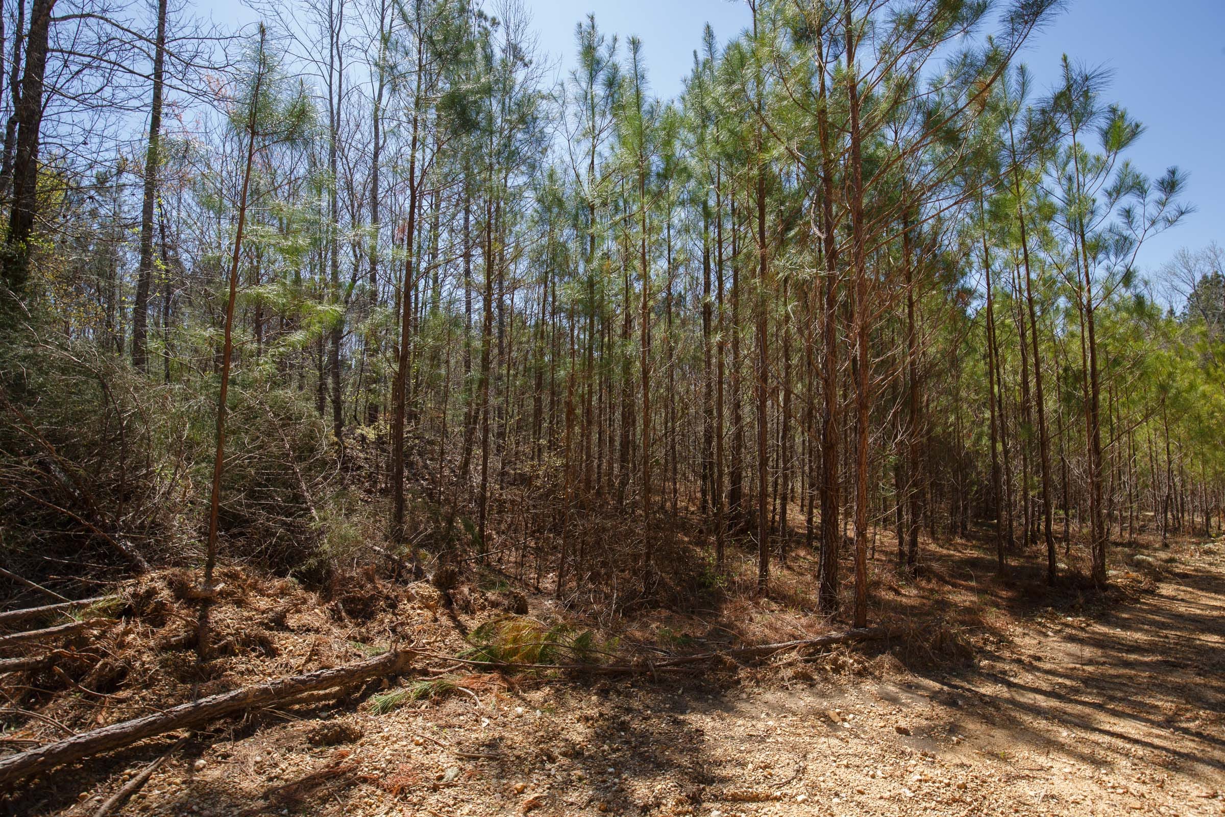 Southern Hills Tract 20 photo 22