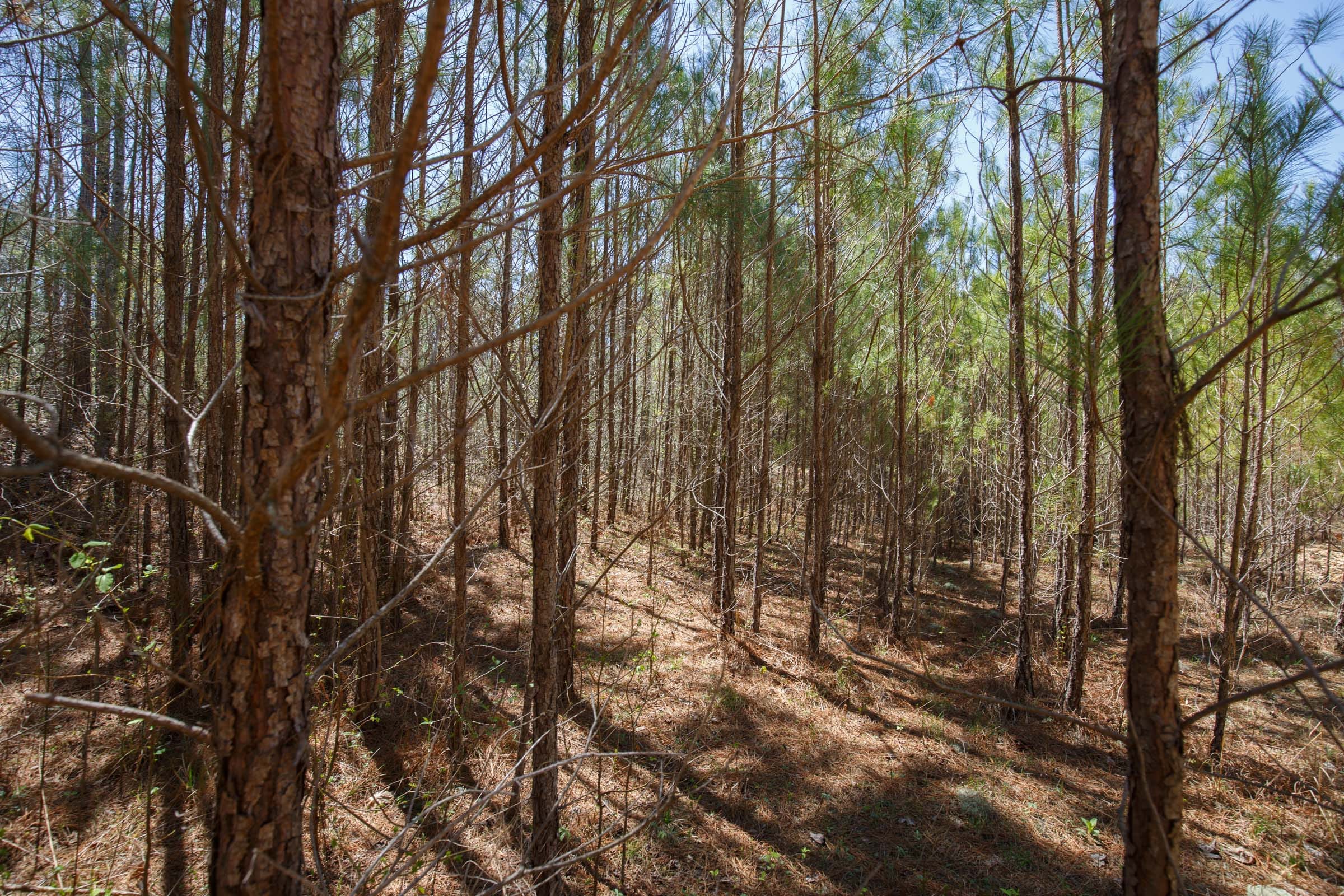 Southern Hills Tract 20 photo 23