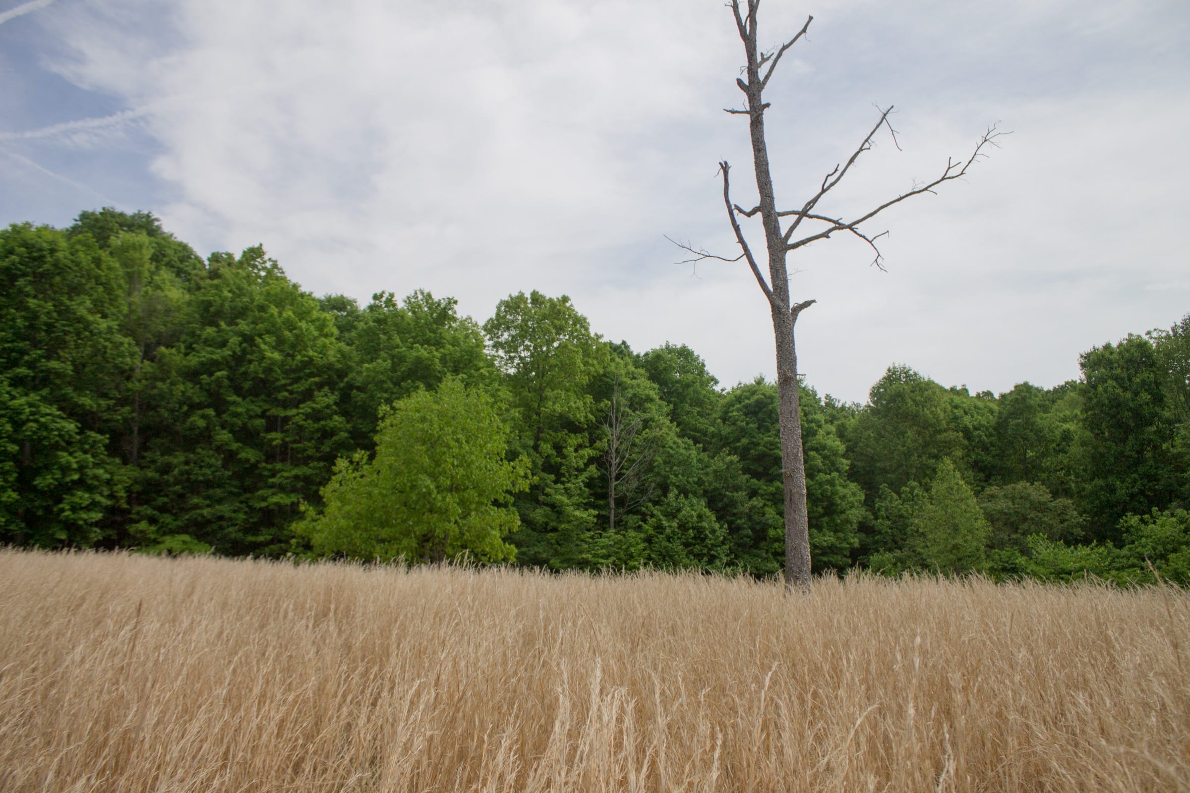 Laurel Ridge Tract 8 photo 3