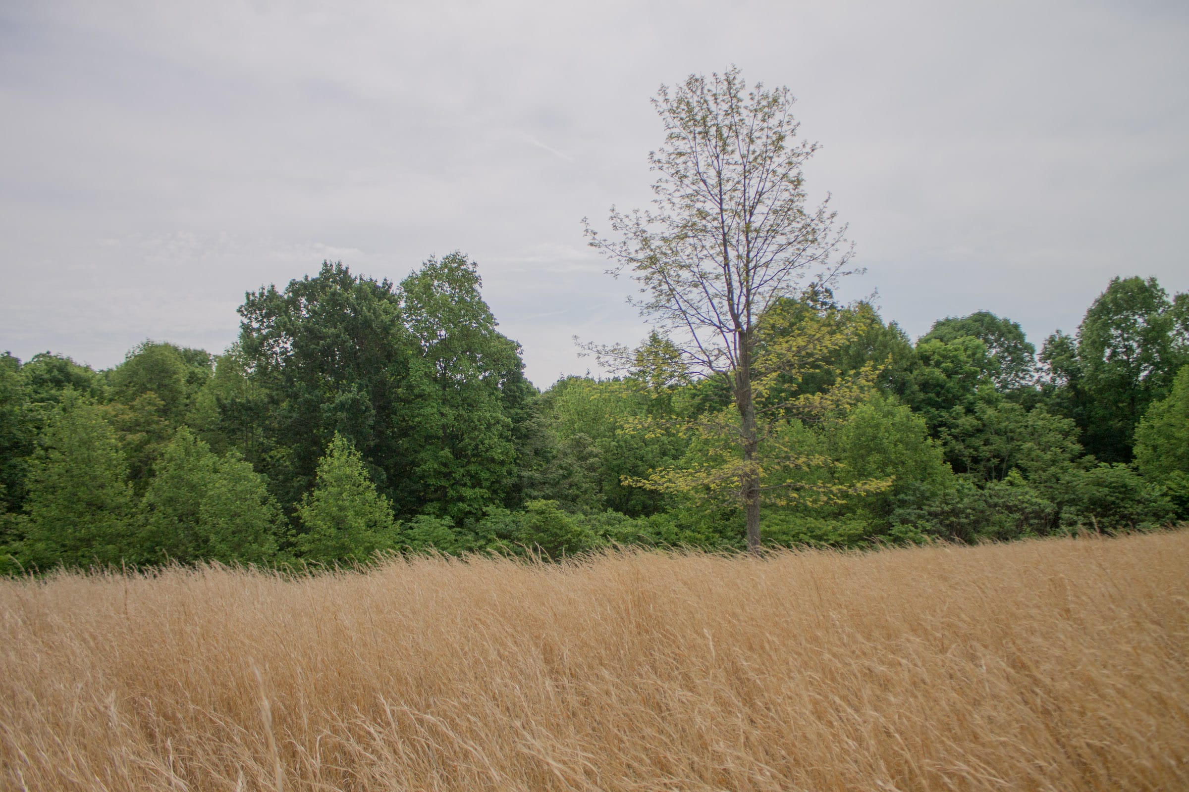 Laurel Ridge Tract 8 photo 5