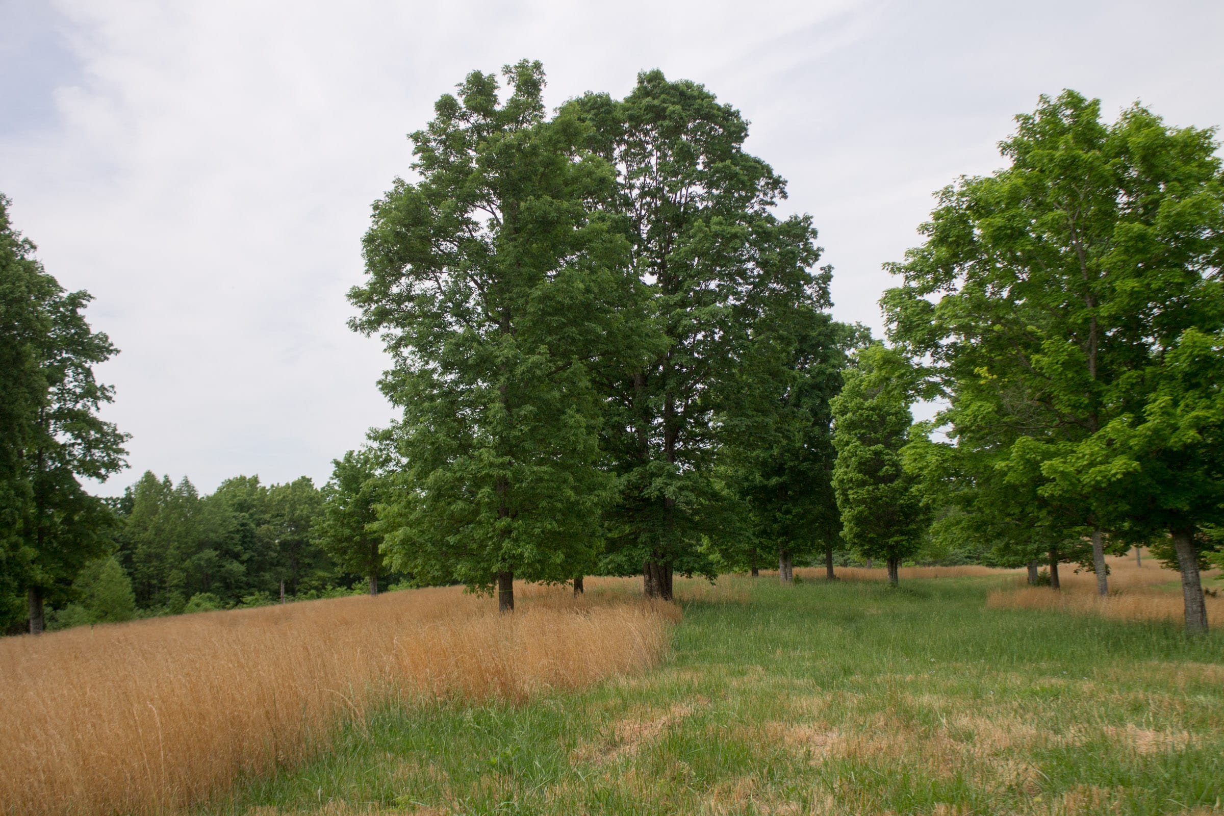 Laurel Ridge Tract 8 photo 6