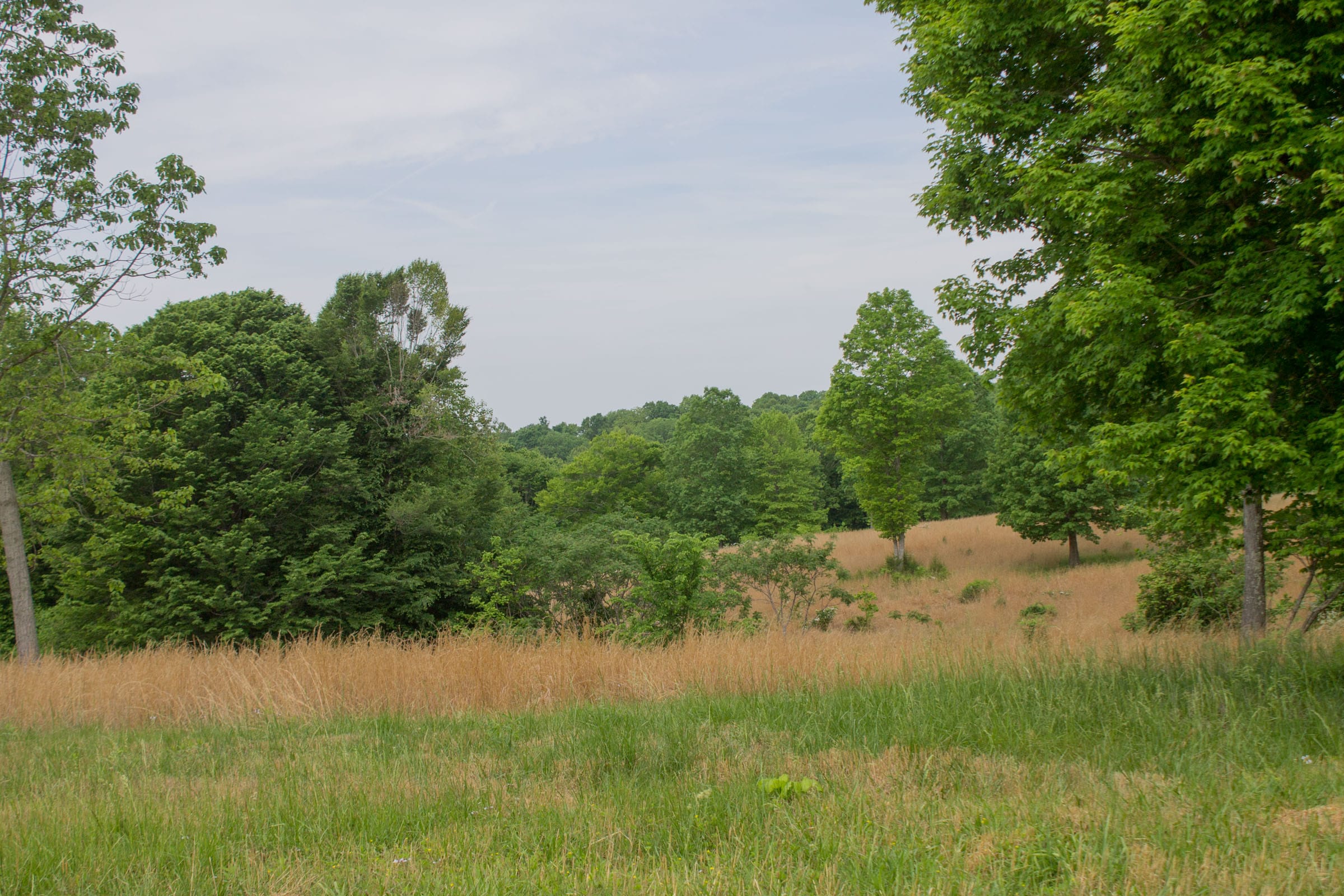 Laurel Ridge Tract 8 photo 7