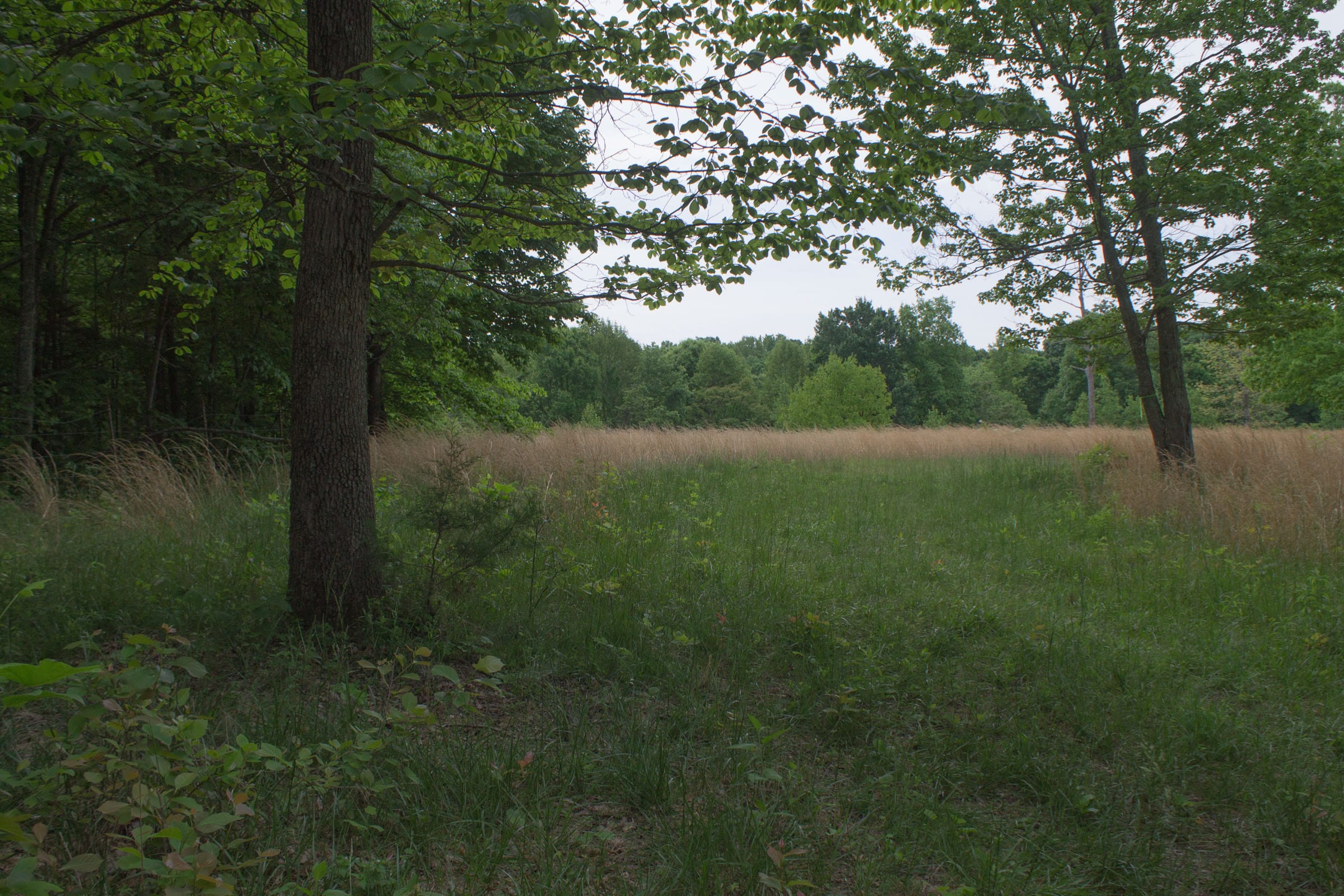 Laurel Ridge Tract 8 photo 9