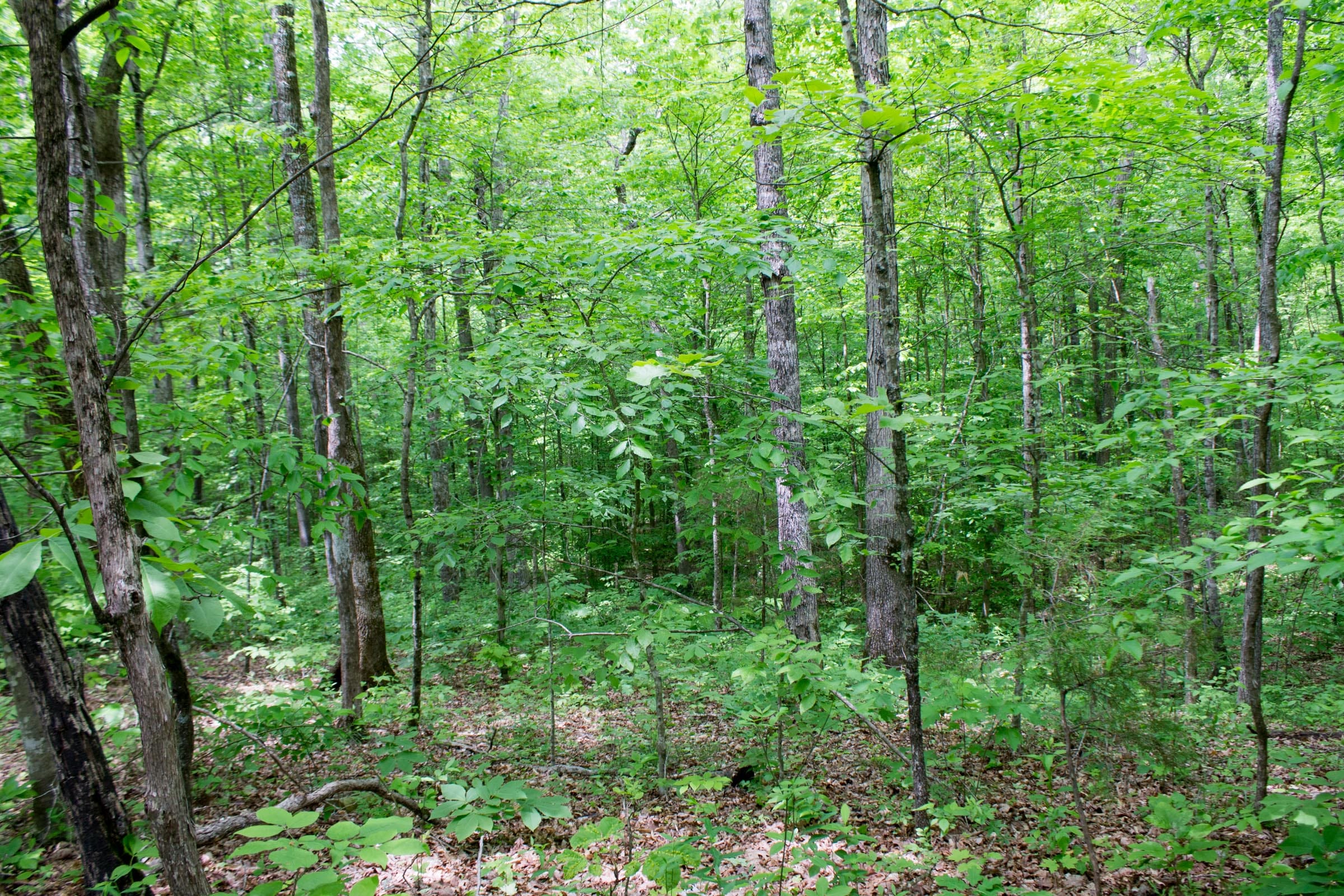 Laurel Ridge Tract 8 photo 10