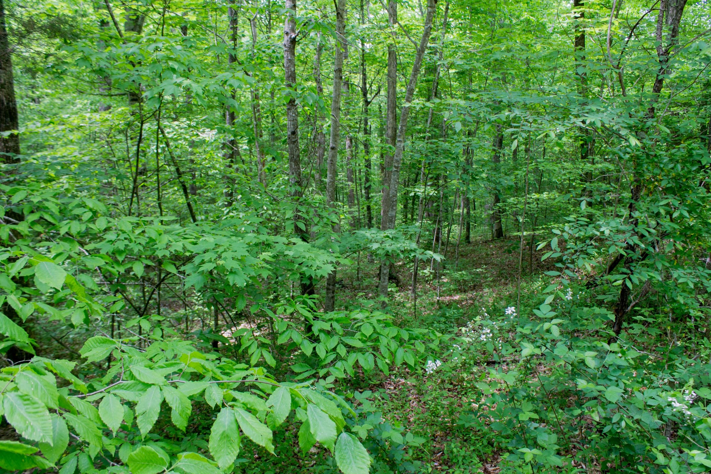 Laurel Ridge Tract 8 photo 11