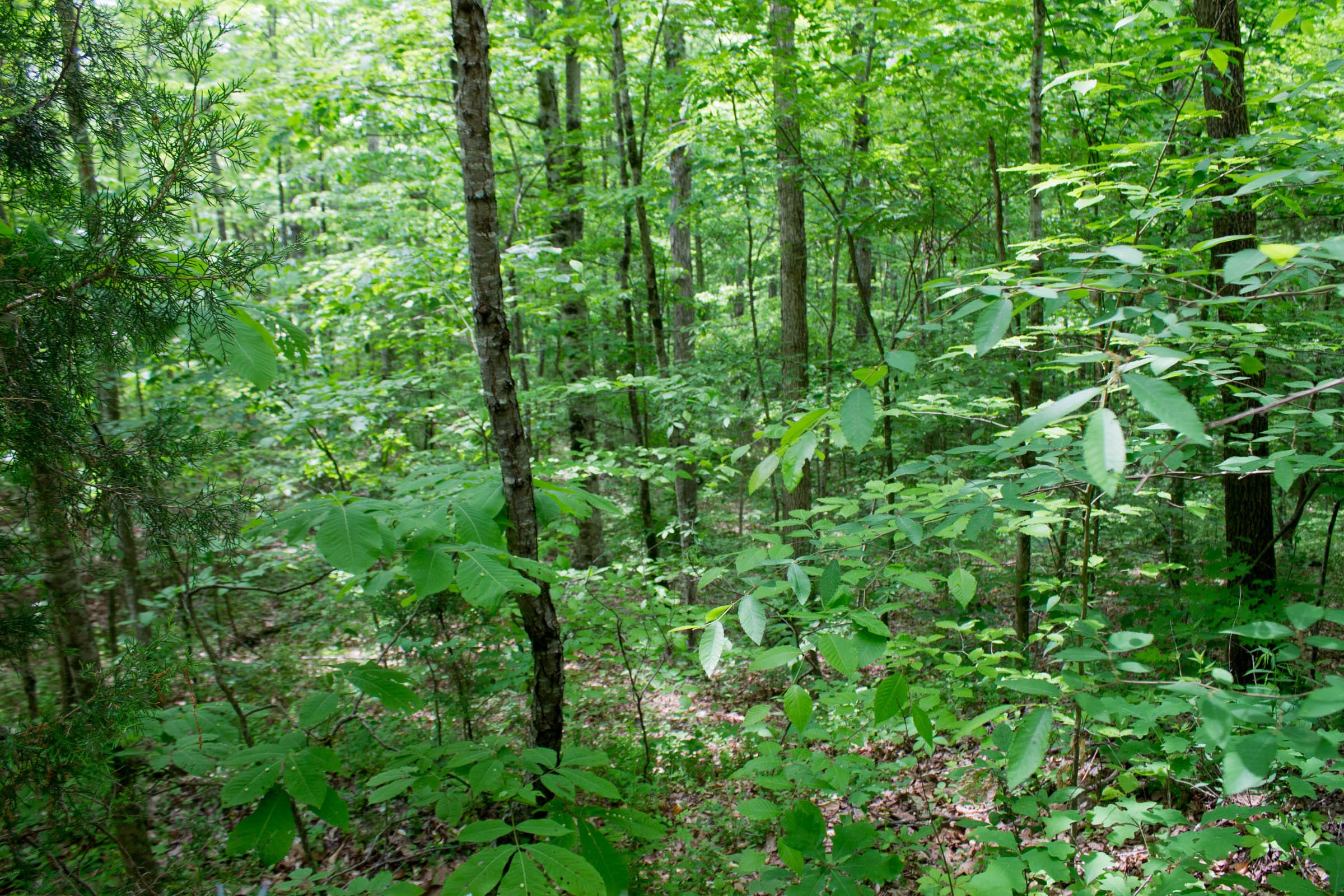 Laurel Ridge Tract 8 photo 12